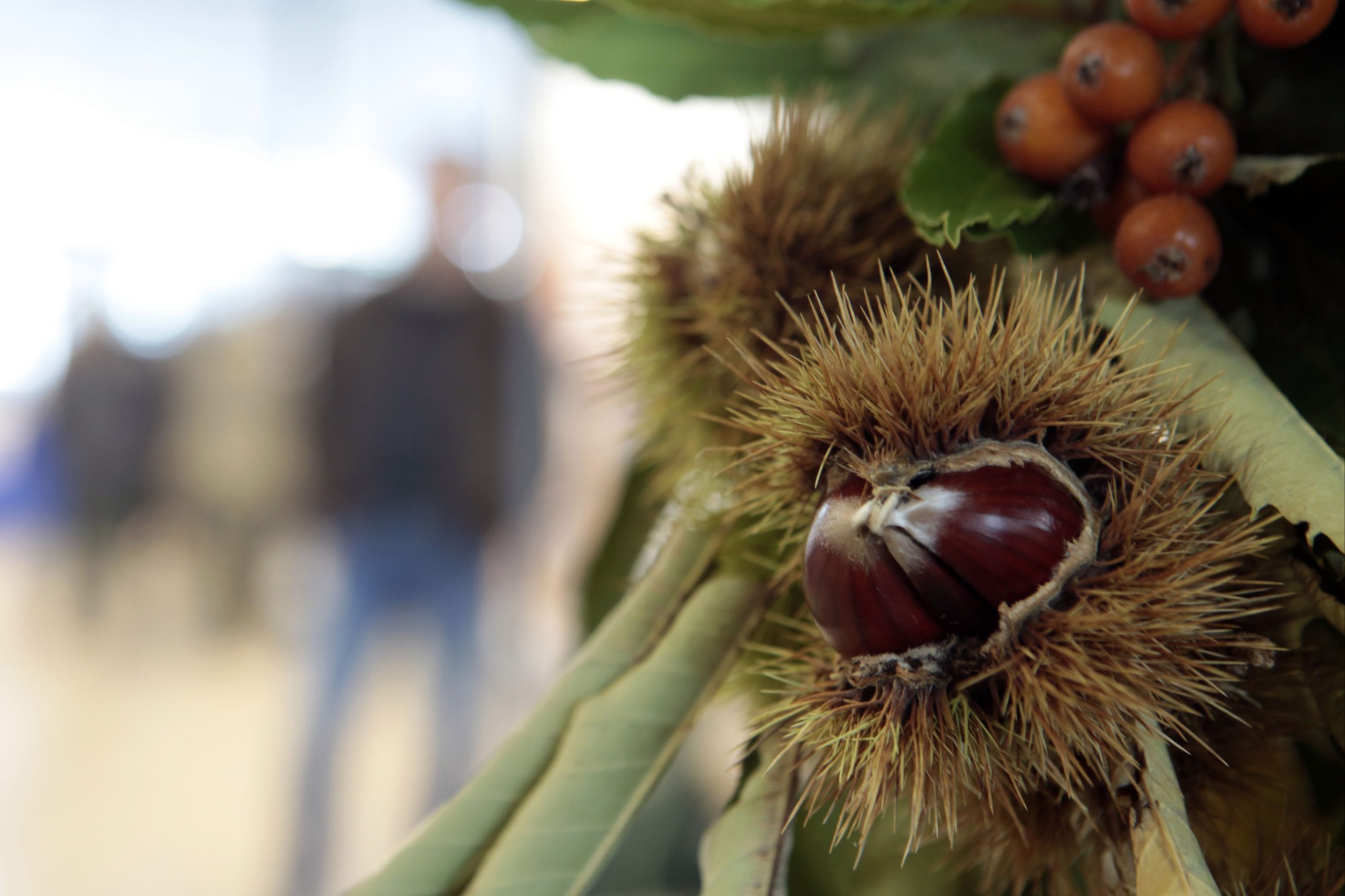 Tempo seco afeta produção e qualidade da castanha de Marvão, lamentam produtores