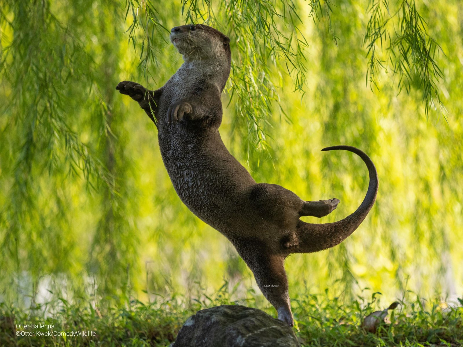Otter Ballerina