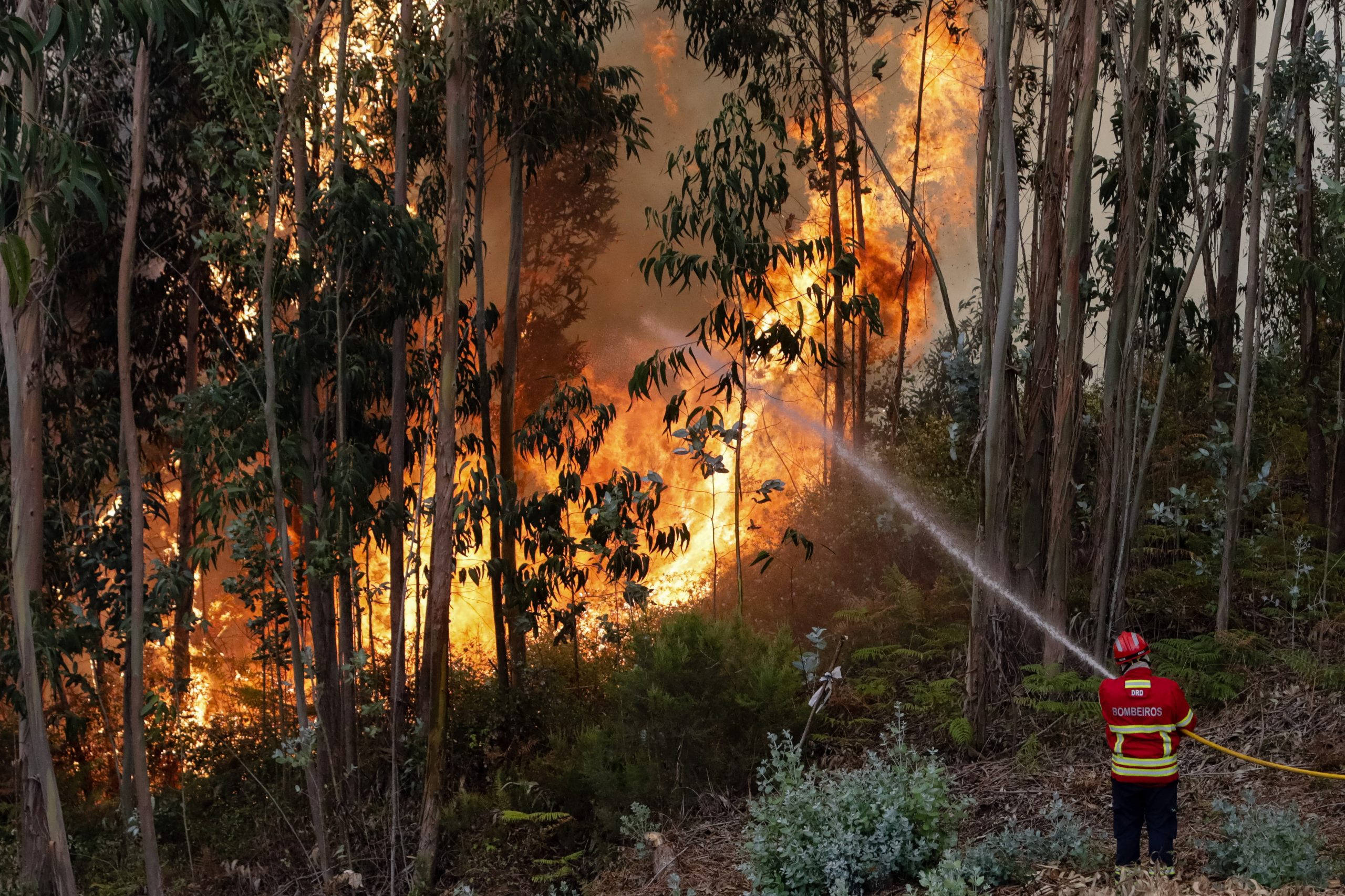 Incêndios: 112 deslocados devido ao fogo de Vila de Rei