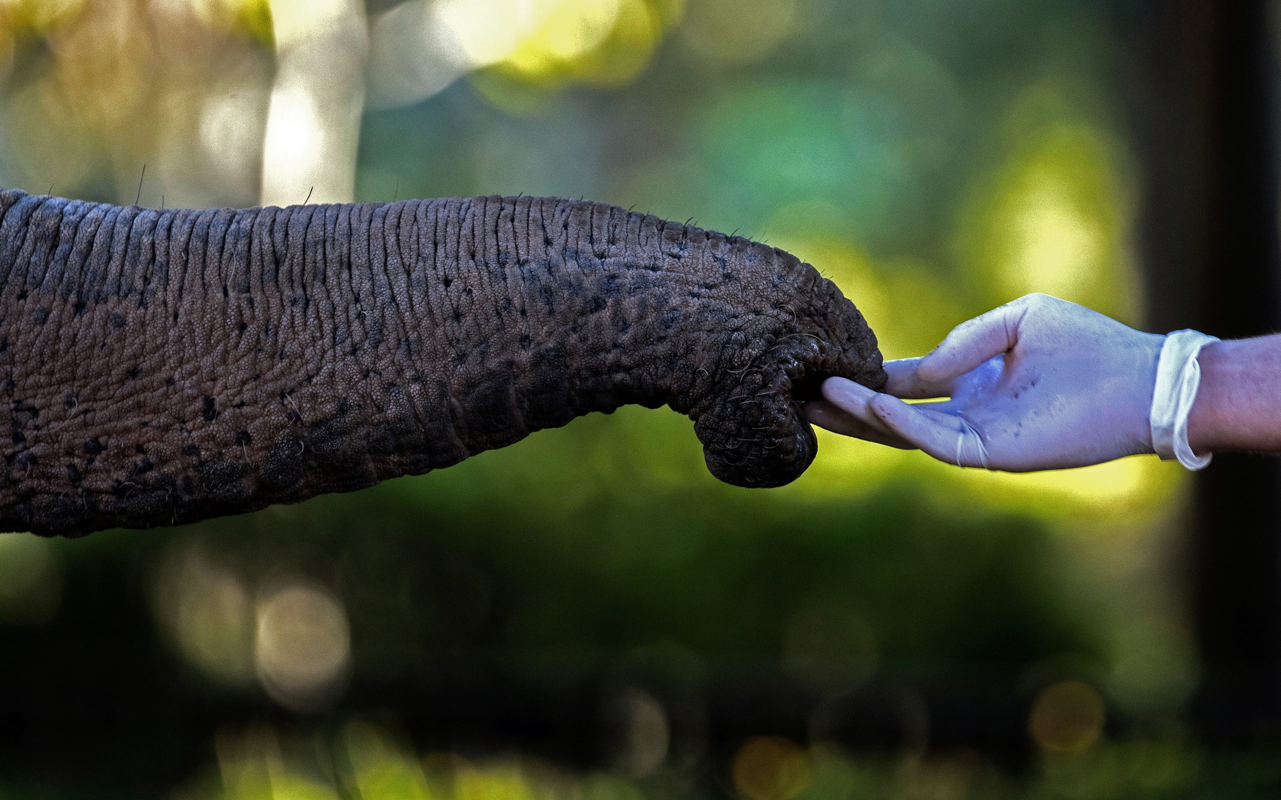 Da Índia ao Brasil, a longa viagem da elefante Mara chegou agora ao fim