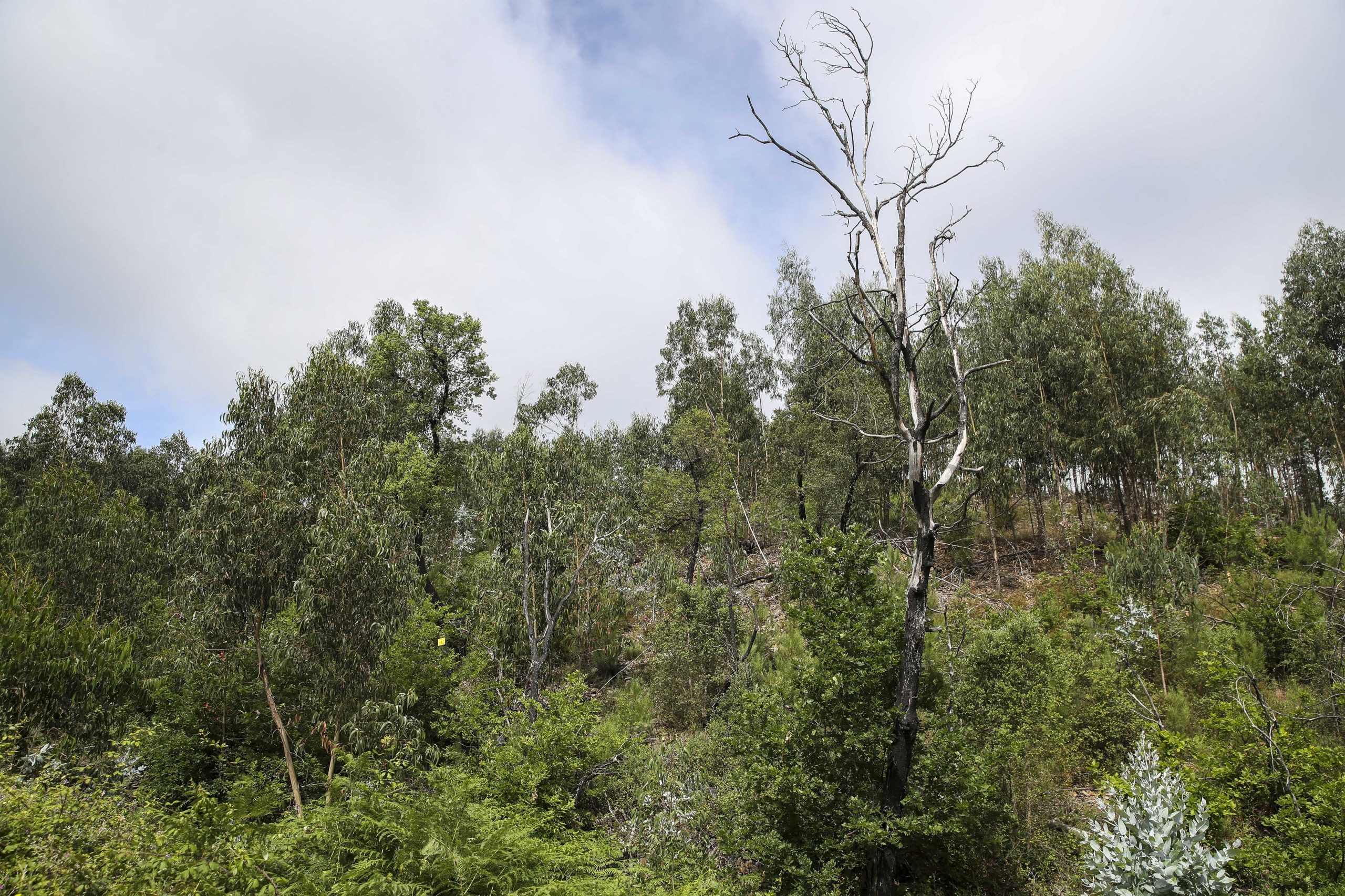 ICNF vai simplificar o modelo de execução dos projetos para apoios à floresta