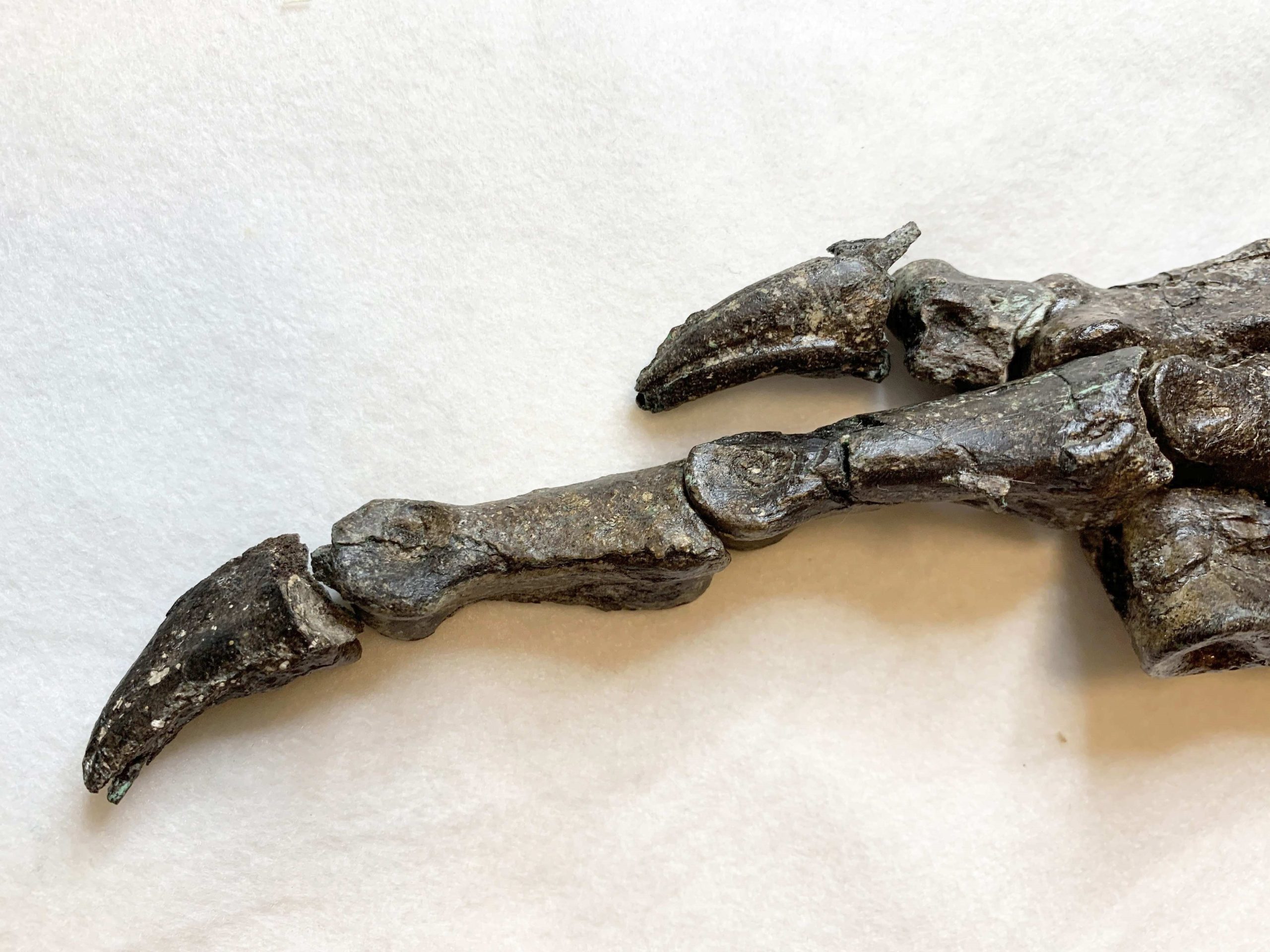 Brasil apresenta fóssil de dinossauro desconhecido