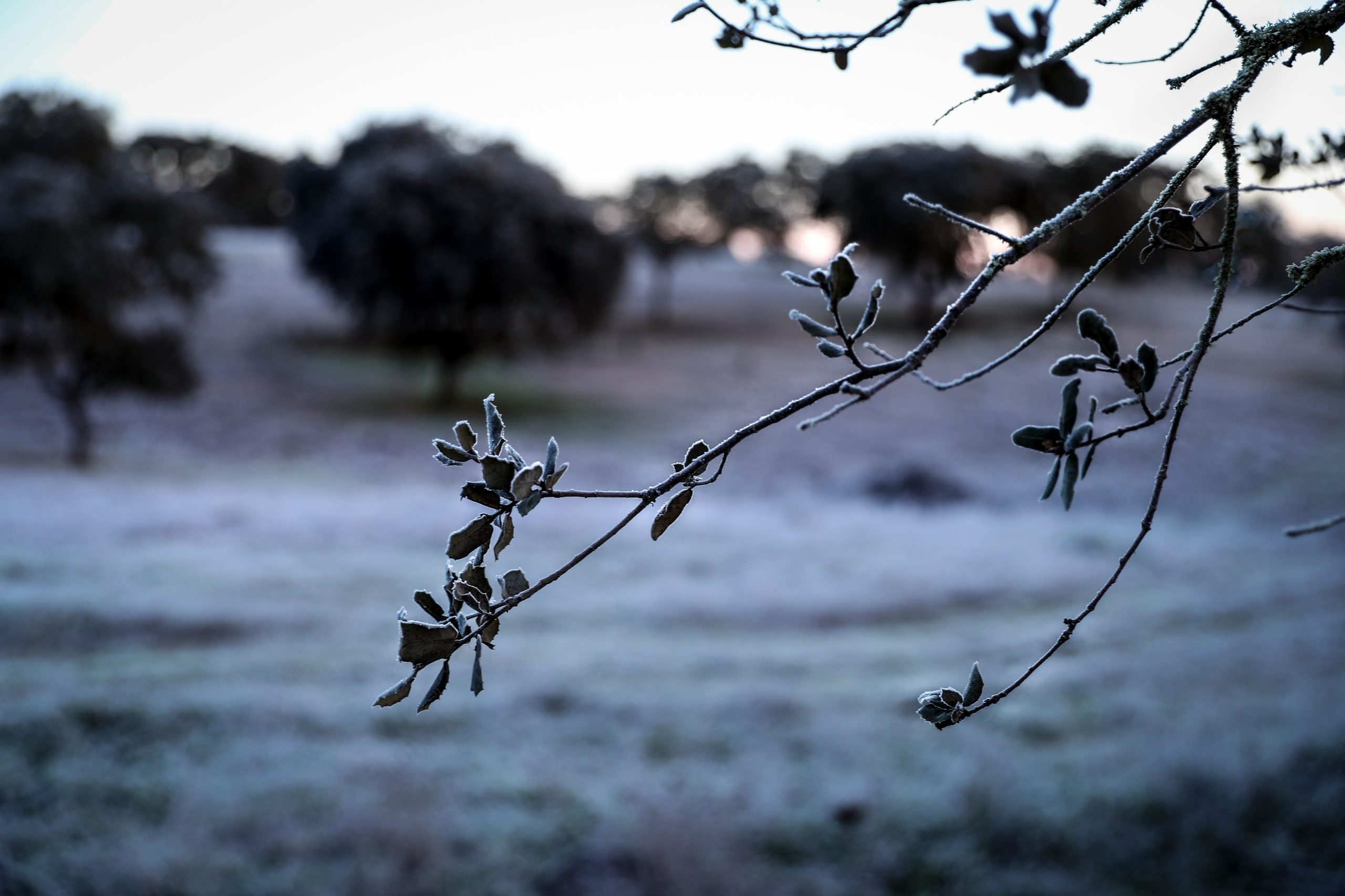 Consumos de gás natural e eletricidade em máximos na terça-feira com as baixas temperaturas