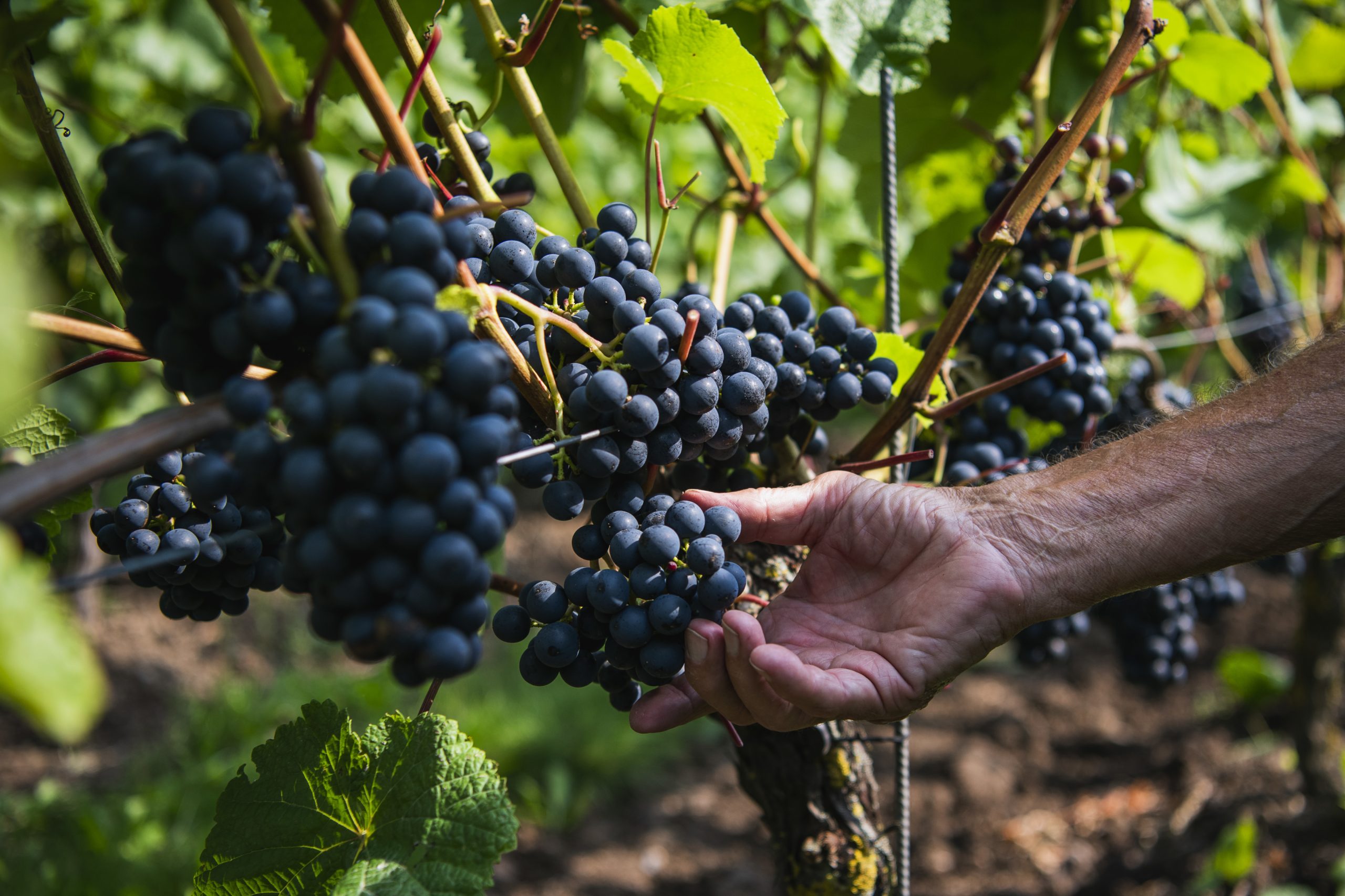 Apesar da pandemia, o Alentejo já começou as vindimas e espera aumentar 5% a produção