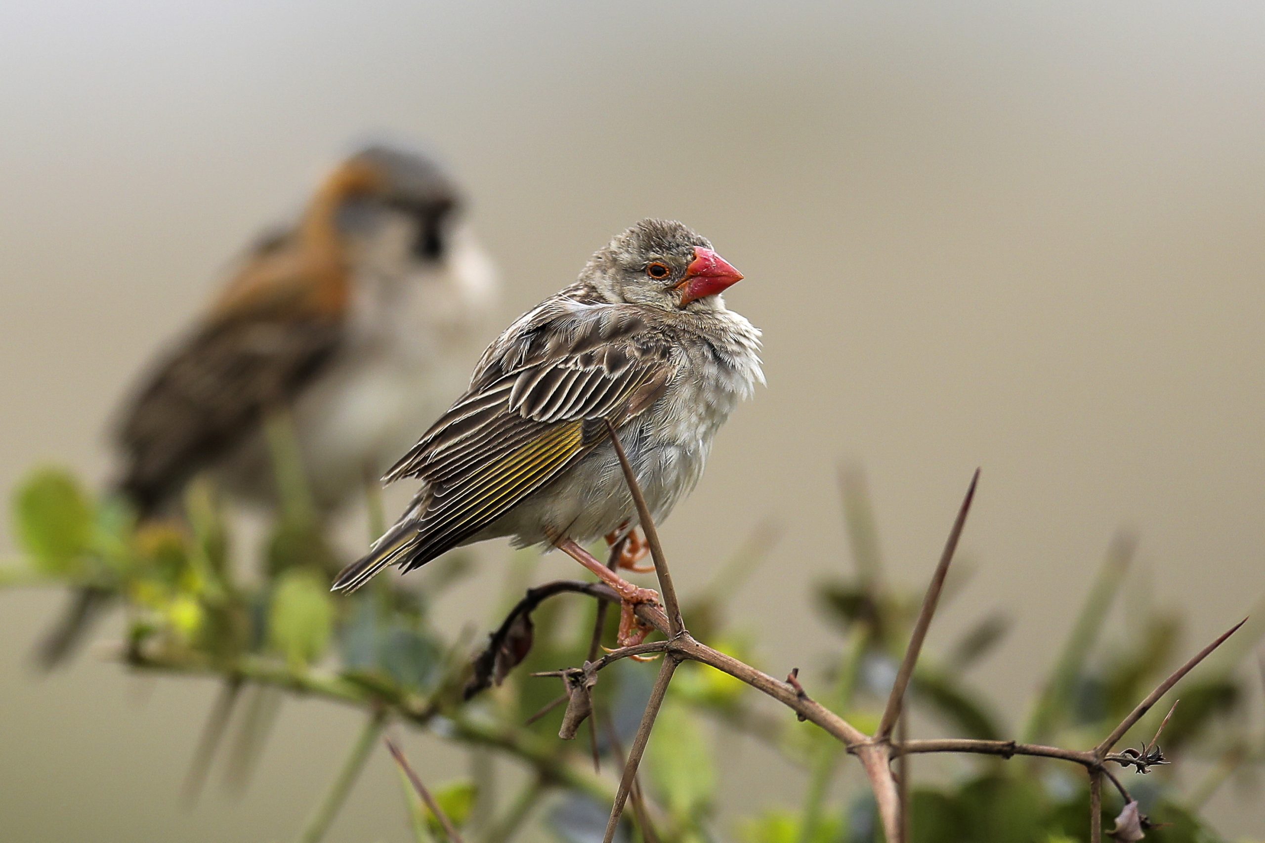Exterminados cinco milhões de aves Quelea Quelea para proteger culturas na Tanzânia