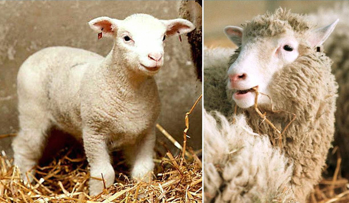 Ativistas contra clonagem tentaram sequestrar a ovelha Dolly em 1998