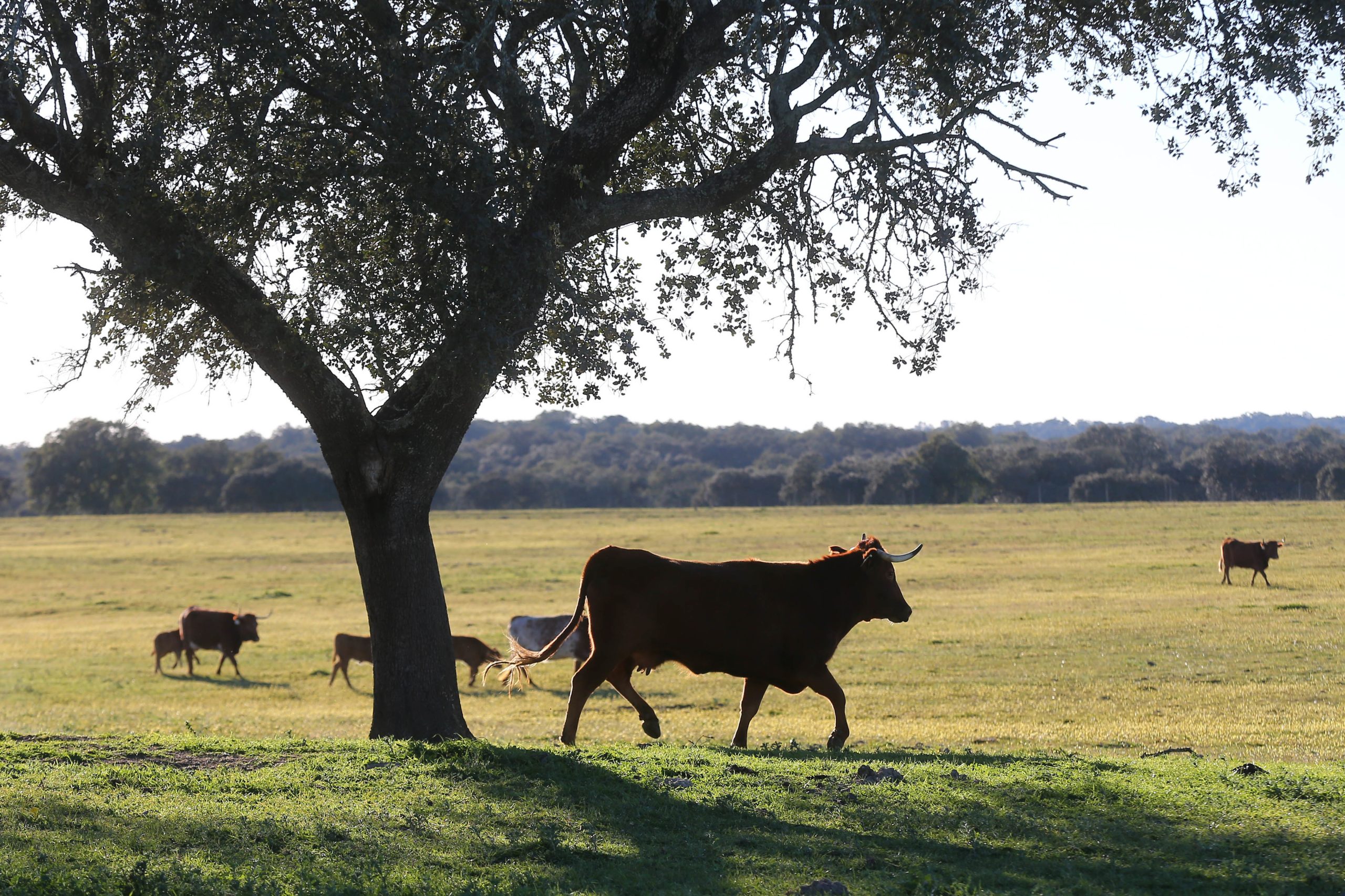Estudo indica que biodiversidade mantém produção agrícola alta e estável