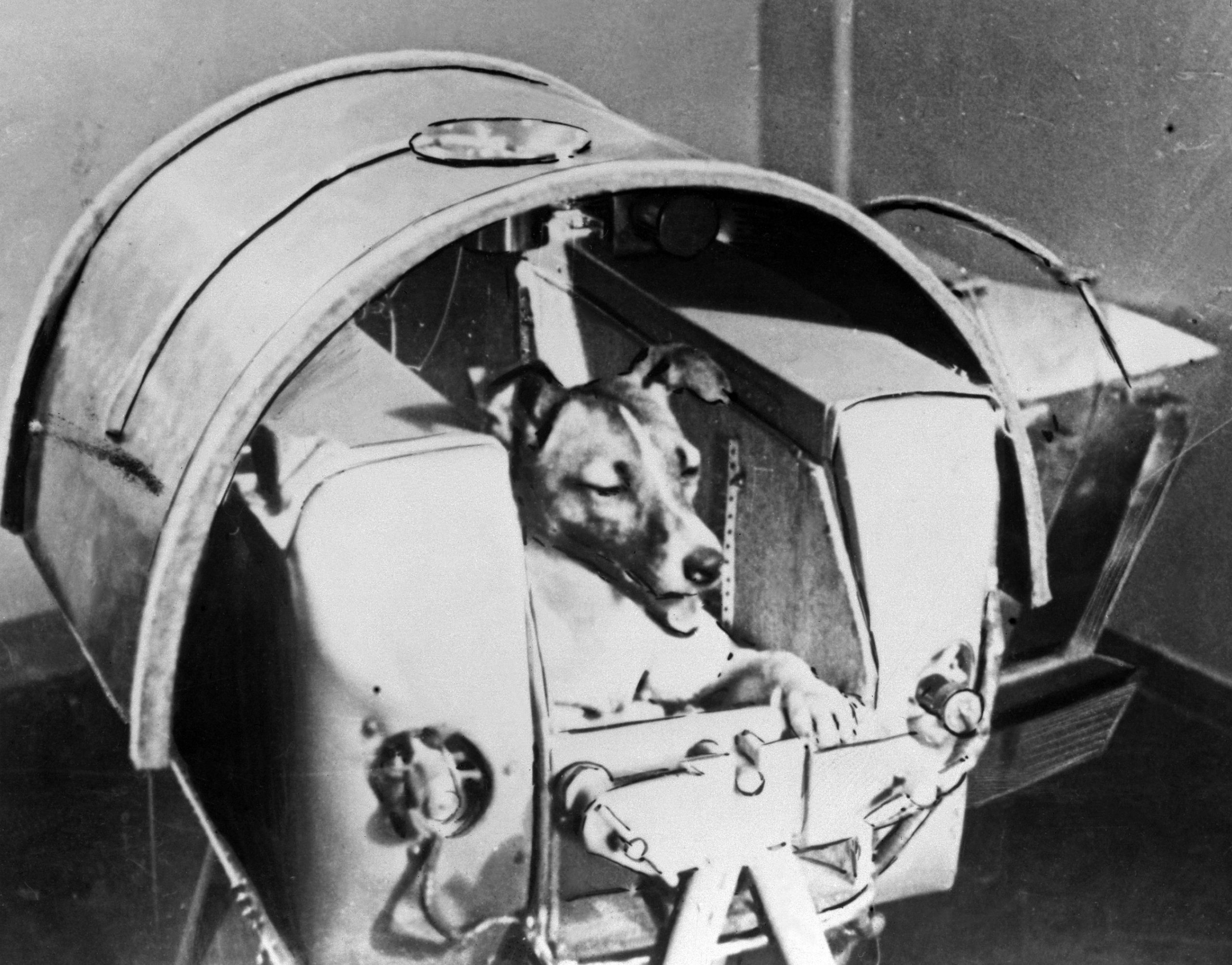 3 de novembro. A URSS lança o Sputnik II e a cadela Laika é sacrificada na experiência. Saiba que dia é hoje