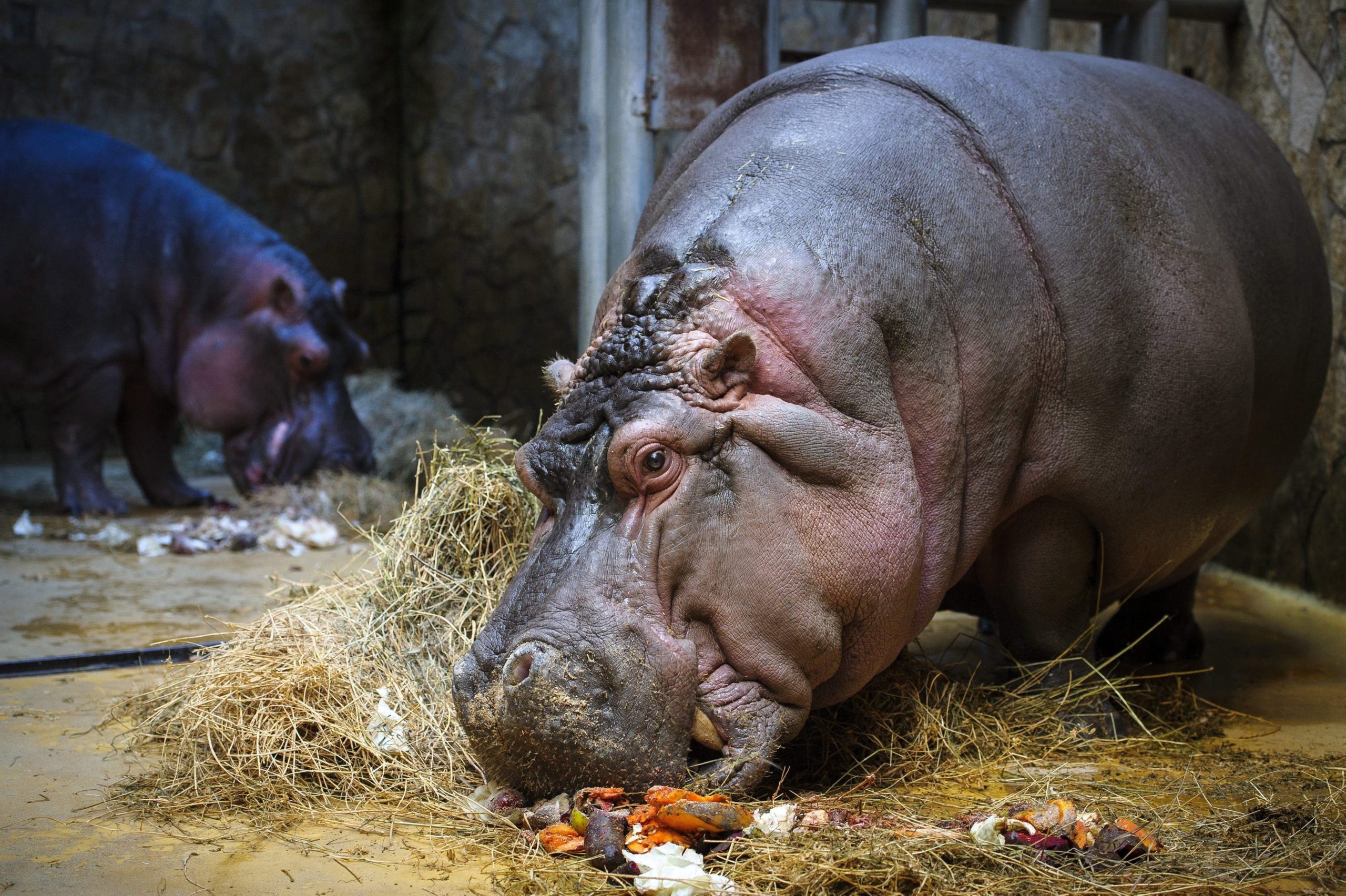 Covid-19: Zoo da Bélgica diz ter detetado primeiros casos de infeção em hipopótamos