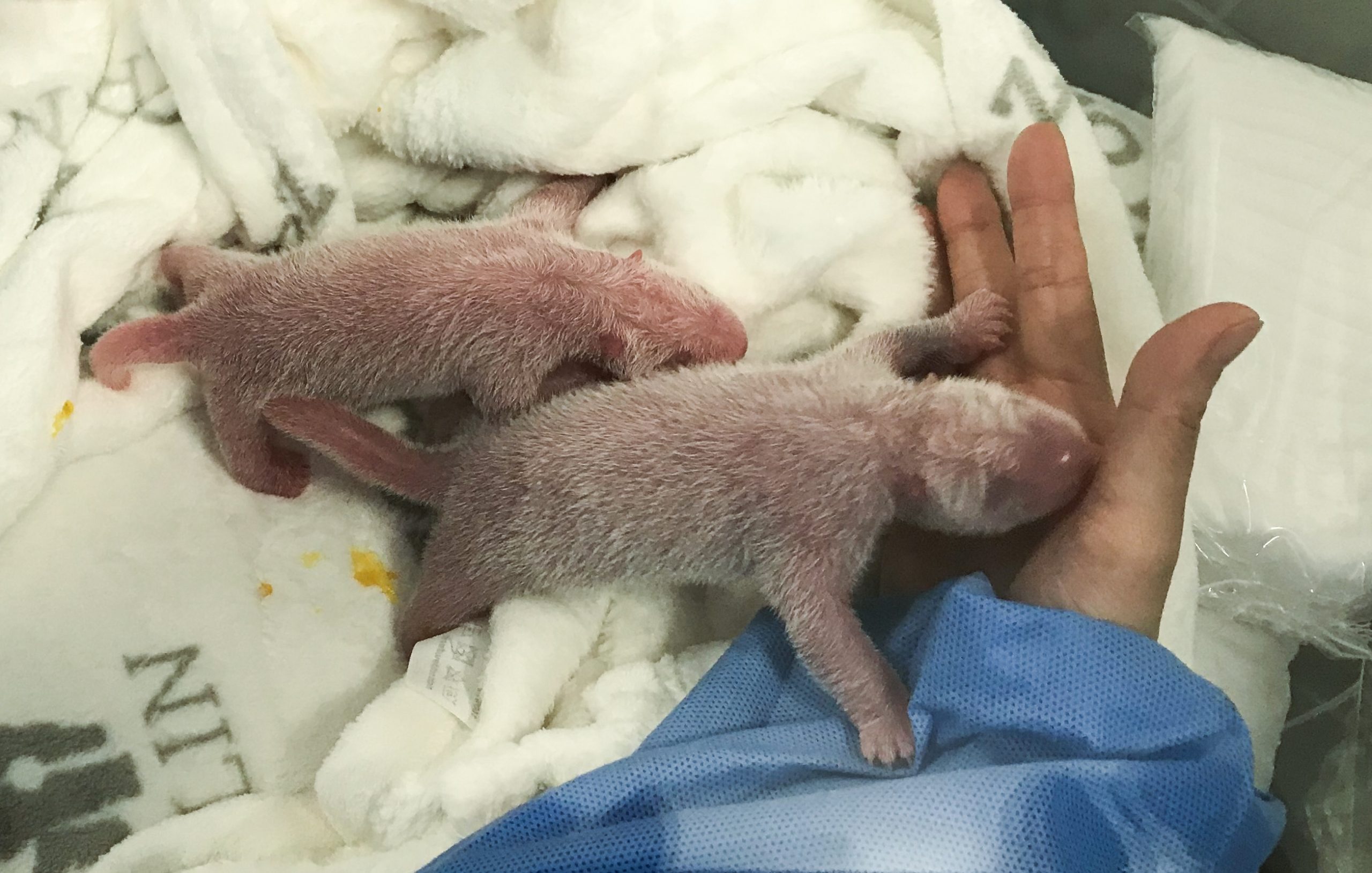 Panda dá à luz gémeos no jardim zoológico de Berlim