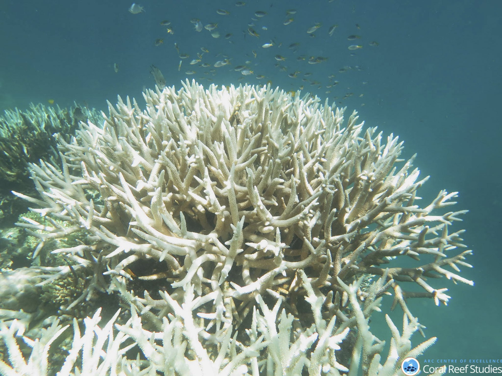 UNESCO seriamente preocupada com o branqueamento dos corais da Grande Barreira australiana