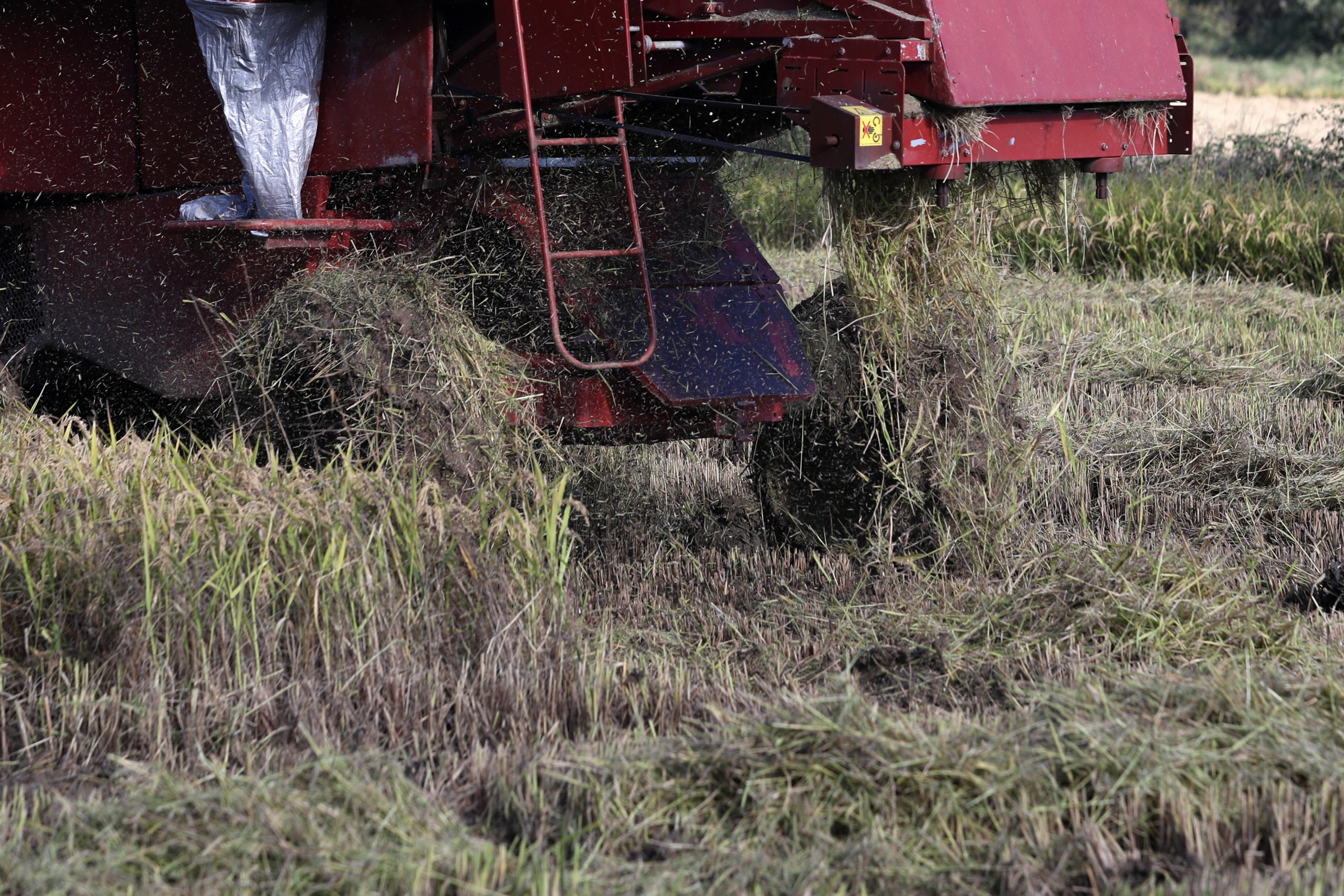 Produtores de arroz apontam perdas de 30 milhões de euros e pedem aos deputados soluções