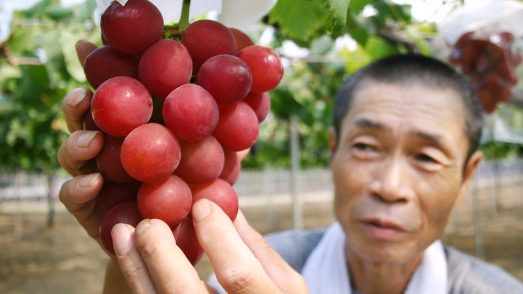 Cacho de uvas vendido por quase 10.000 euros no Japão