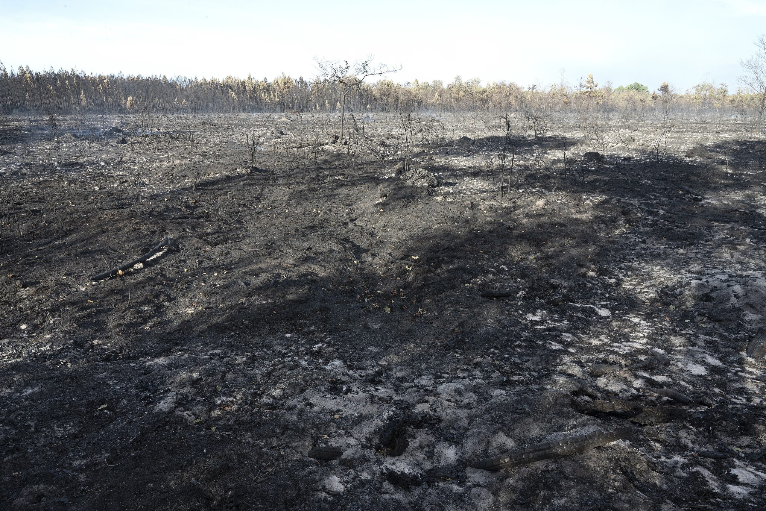 Área ardida este verão na UE equivale ao triplo do tamanho do Luxemburgo