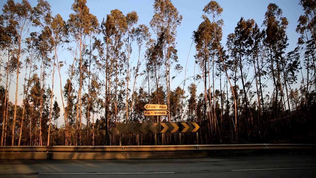 Incêndios: Aposta na reanimação do turismo no Centro vai custar 25 milhões de euros