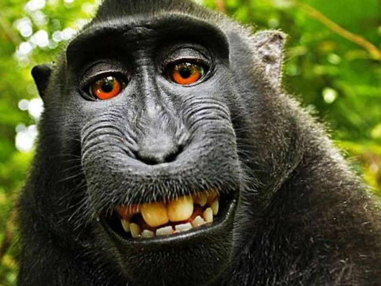 Macaco que tirou uma selfie é a personalidade do ano para a PETA
