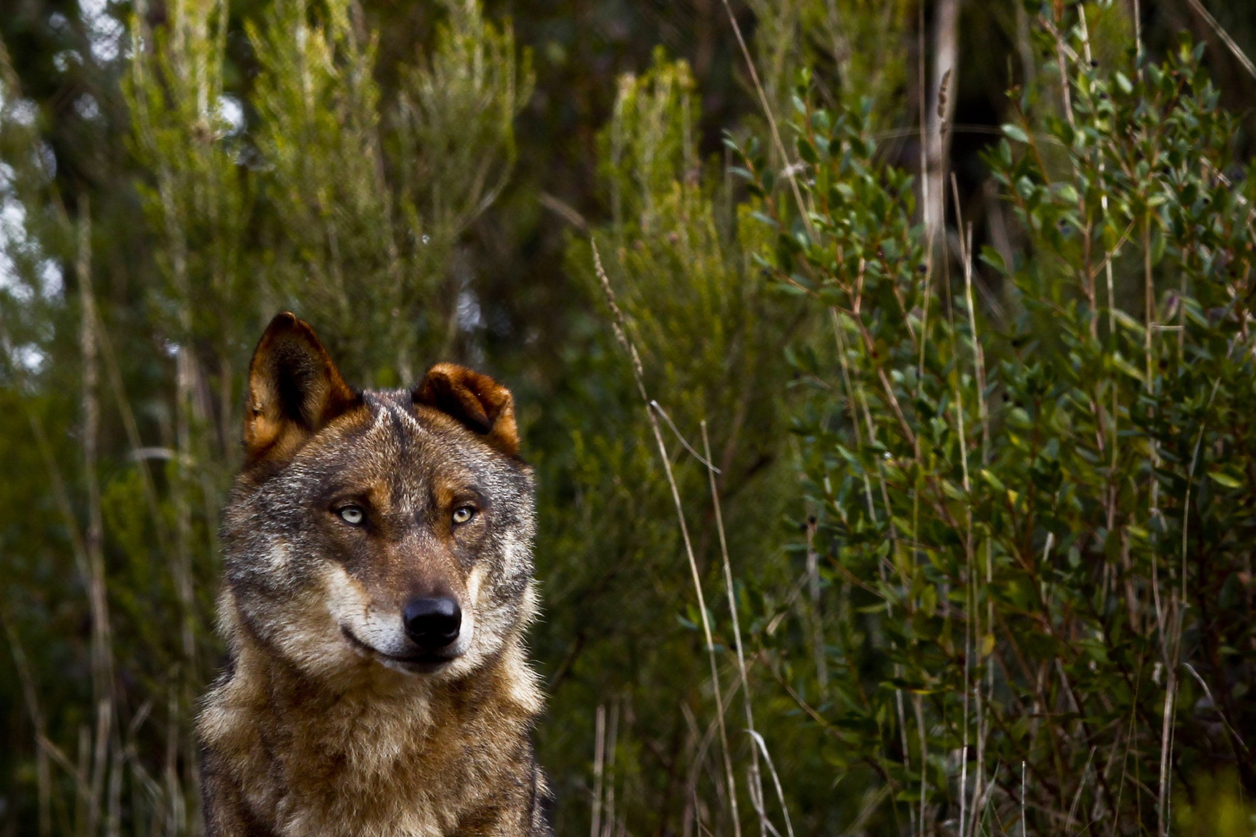 Caça ao lobo? Tribunal da UE rejeita intervenção regional se espécie foi protegida a nível nacional