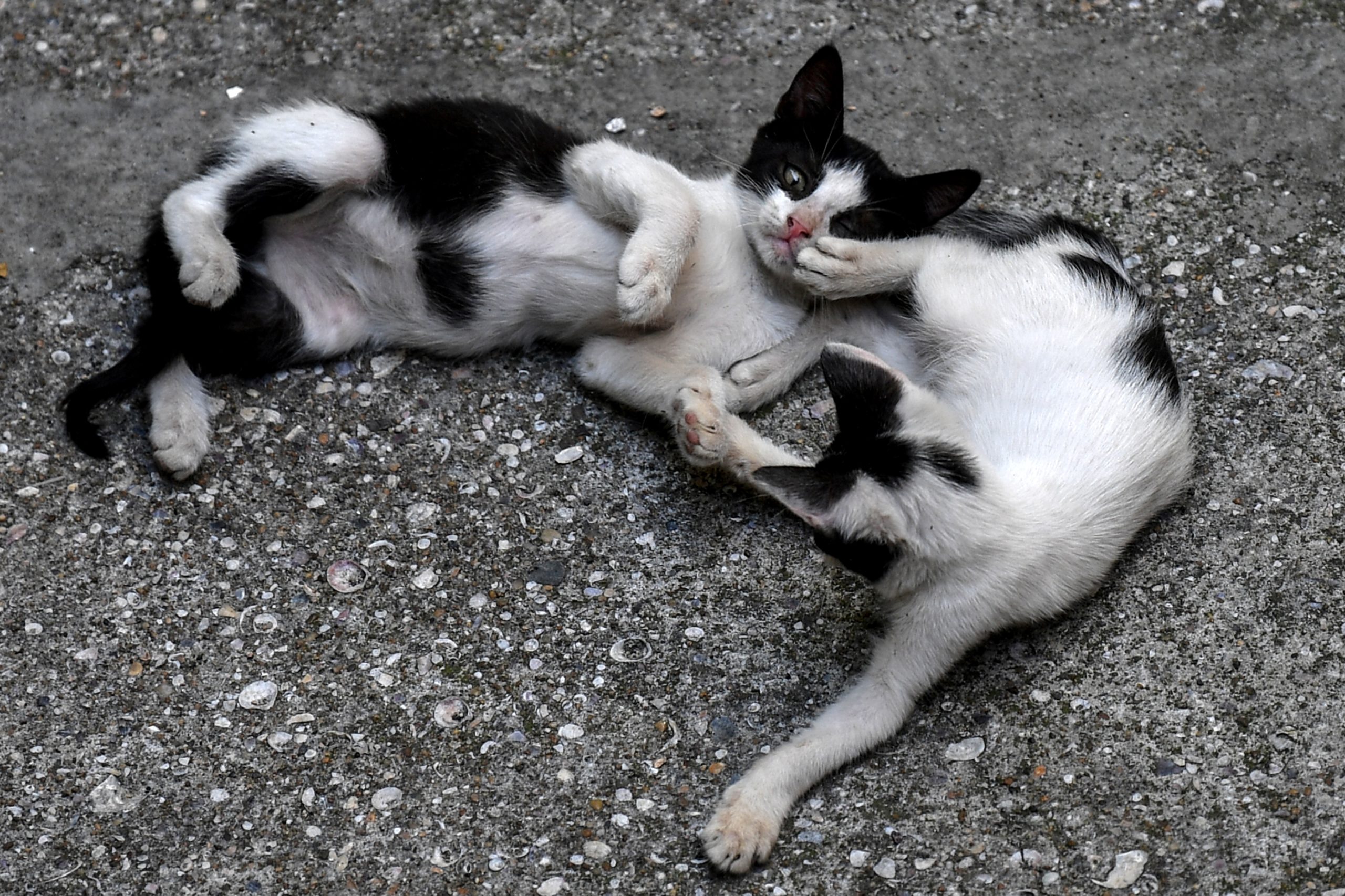 Sem precisar de sacrificar nenhuma das suas sete vidas, 15 a 20 gatos escaparam às chamas em apartamento de Vila Real
