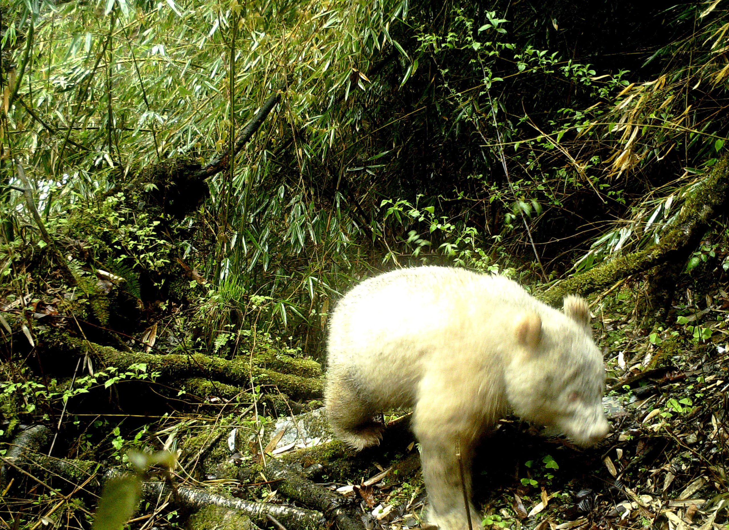 Raro exemplar de panda albino é fotografado na China