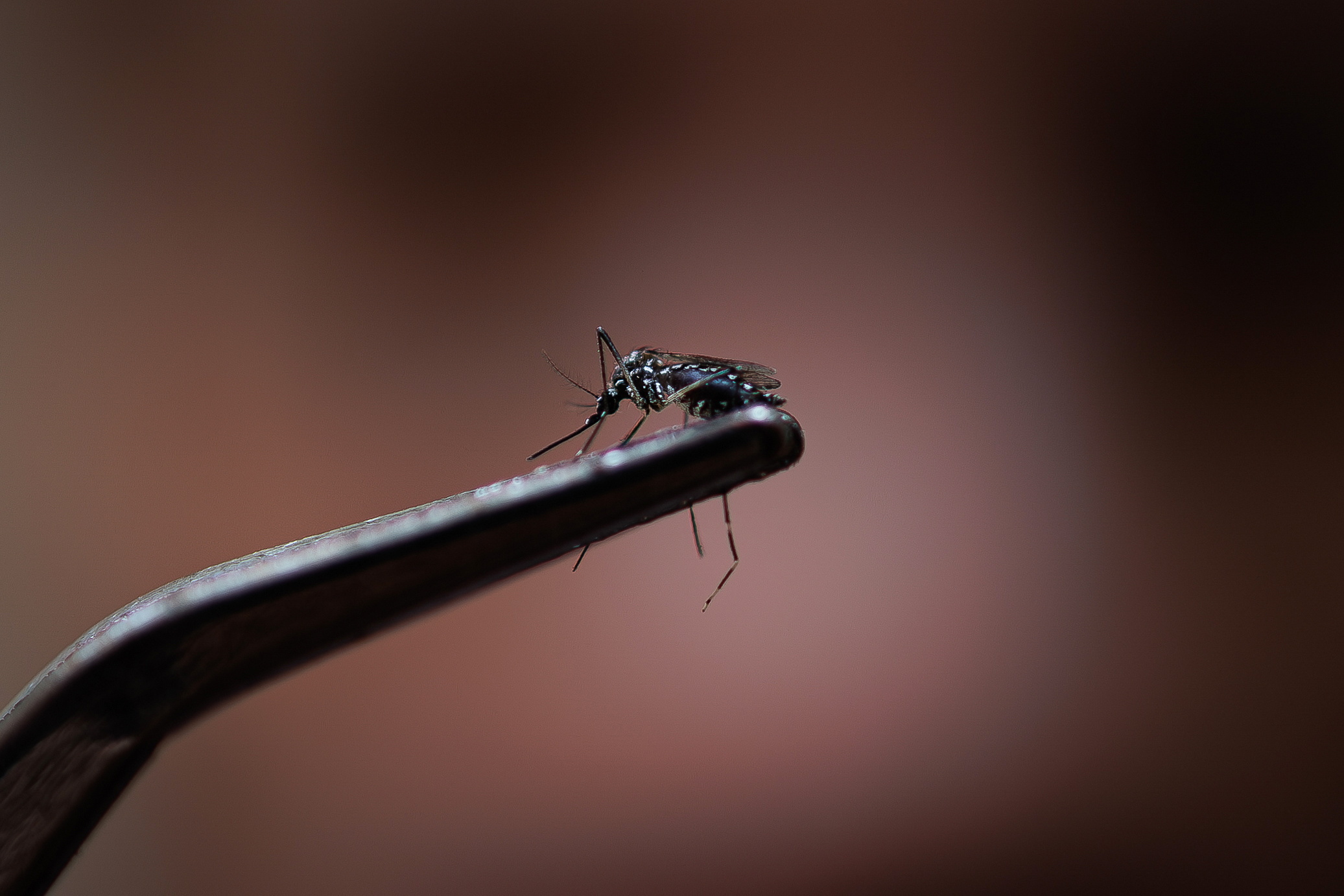 Mosquito milagroso pode ser a única salvação para pássaro em vias de extinção no Havai