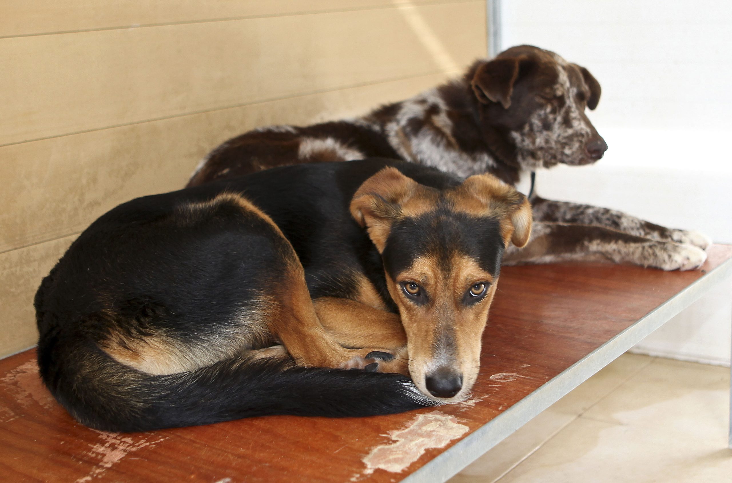 Dia Internacional do Animal Abandonado: cães e gatos os mais abandonados, alerta GNR