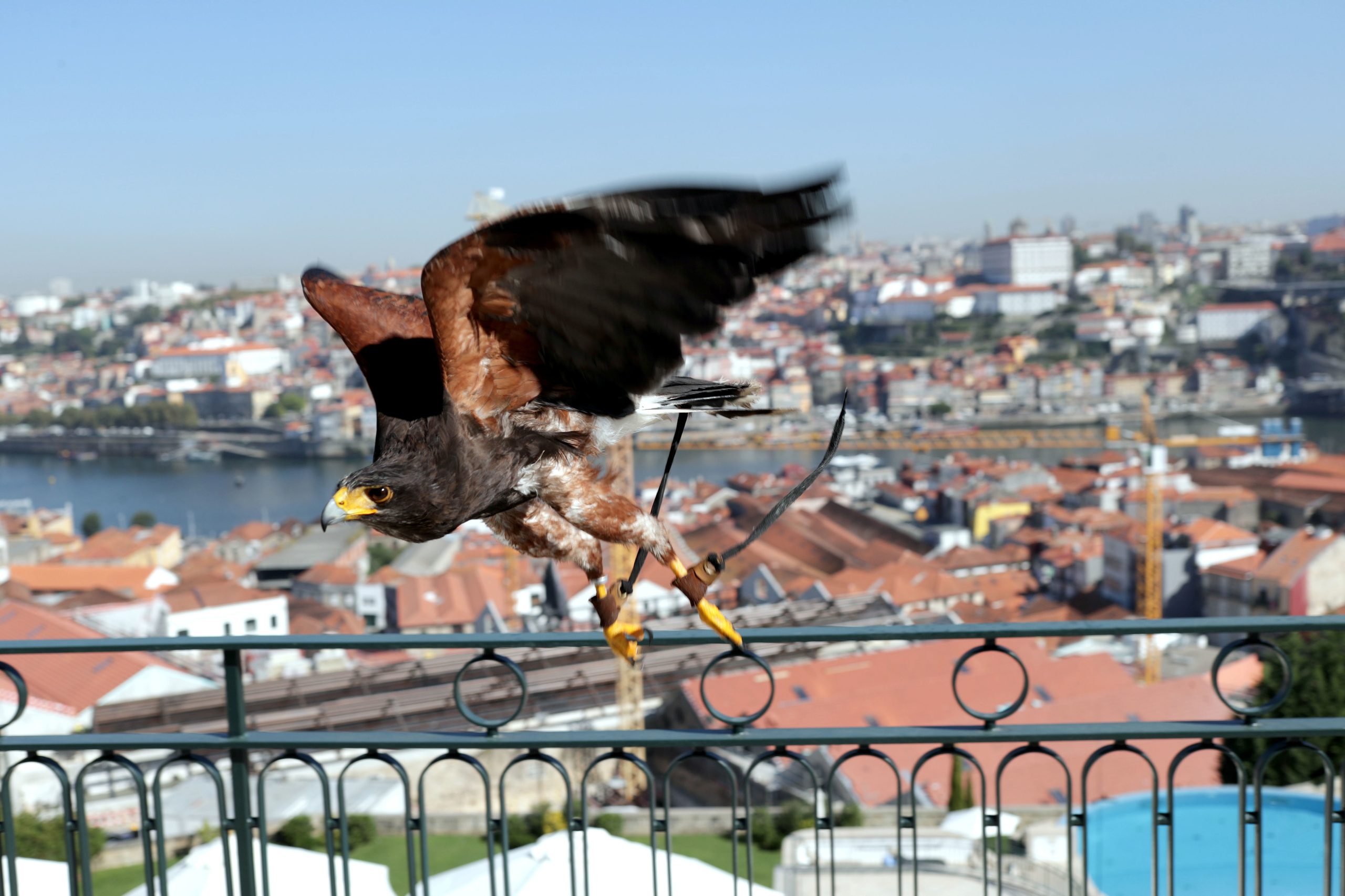 Lúcifer, a águia-de-Harris que expulsou as gaivotas num hotel de luxo de Gaia