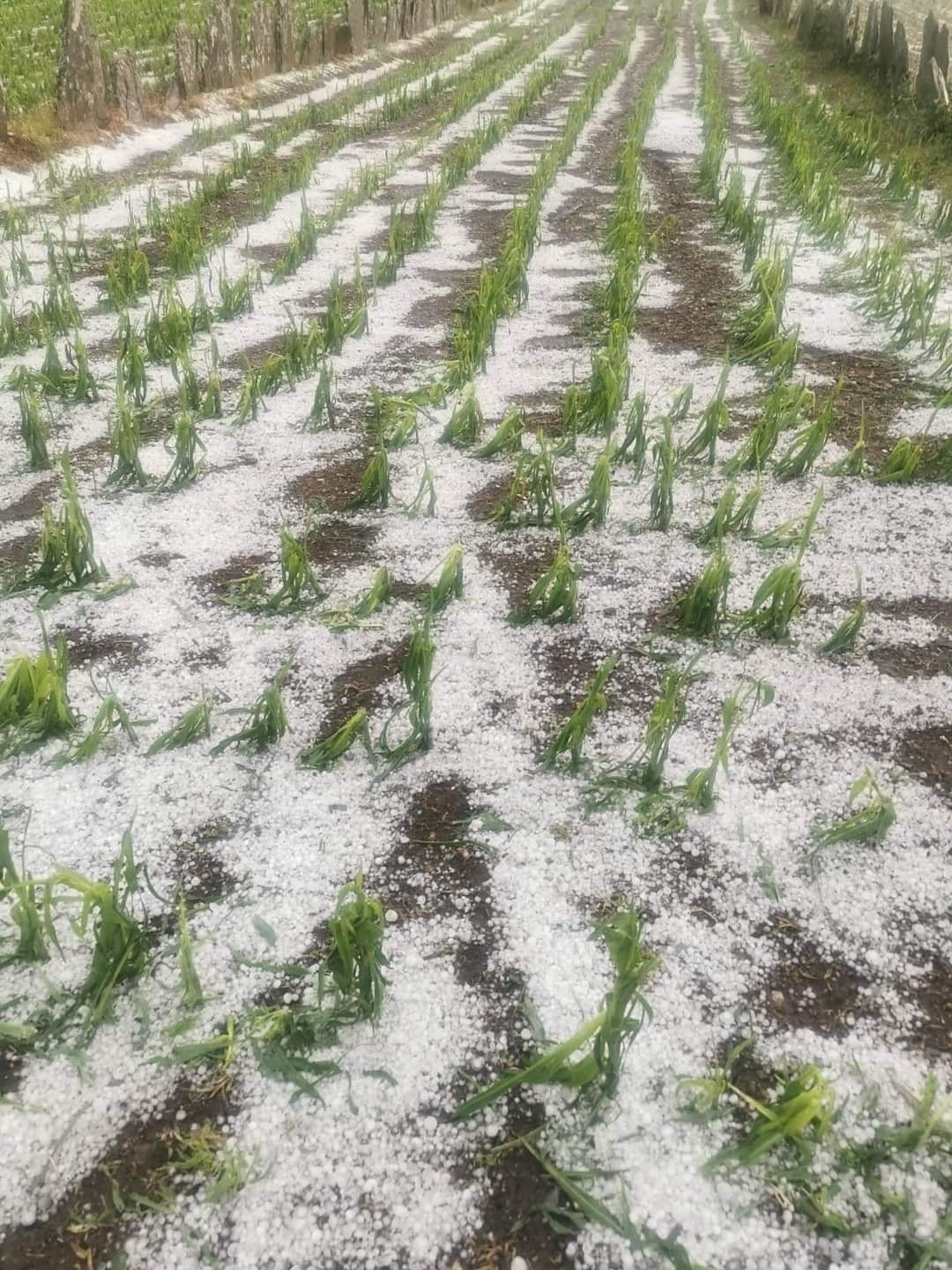 Mau tempo: Granizo provoca estragos em campos agrícolas em freguesia de Vila Real