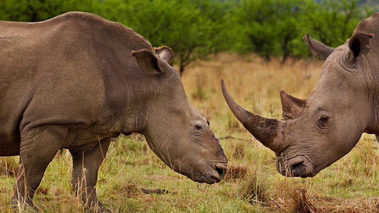 Moçambique: Caça furtiva matou este ano 295 rinocerontes no Parque do Limpopo