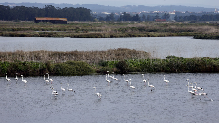 Governo reafirma intenção de intervir na manutenção do rio Mondego