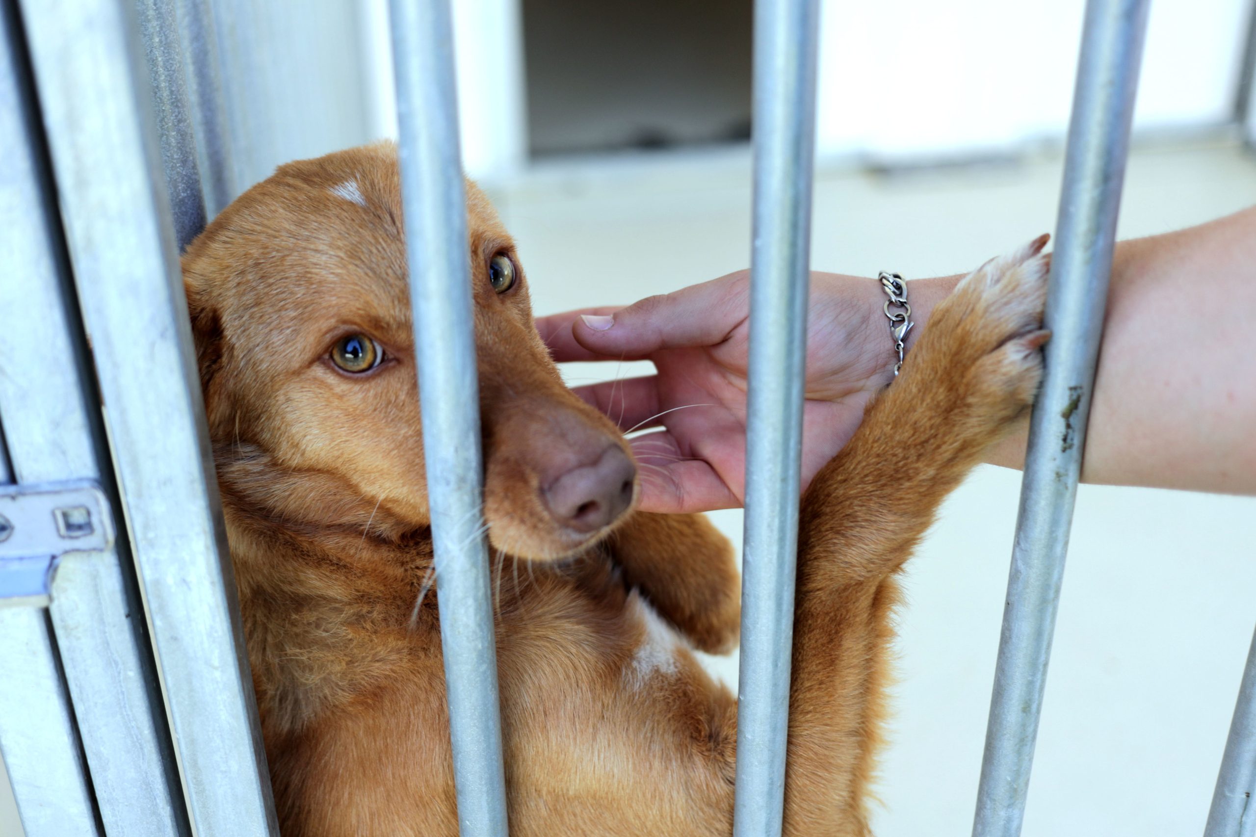 Baião e Resende juntam-se para construir centro de recolha de animais