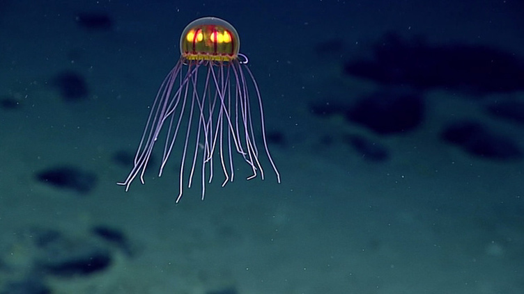 É um OVNI? Um boneco animado? Nada disso: é uma nova espécie de medusa luminosa