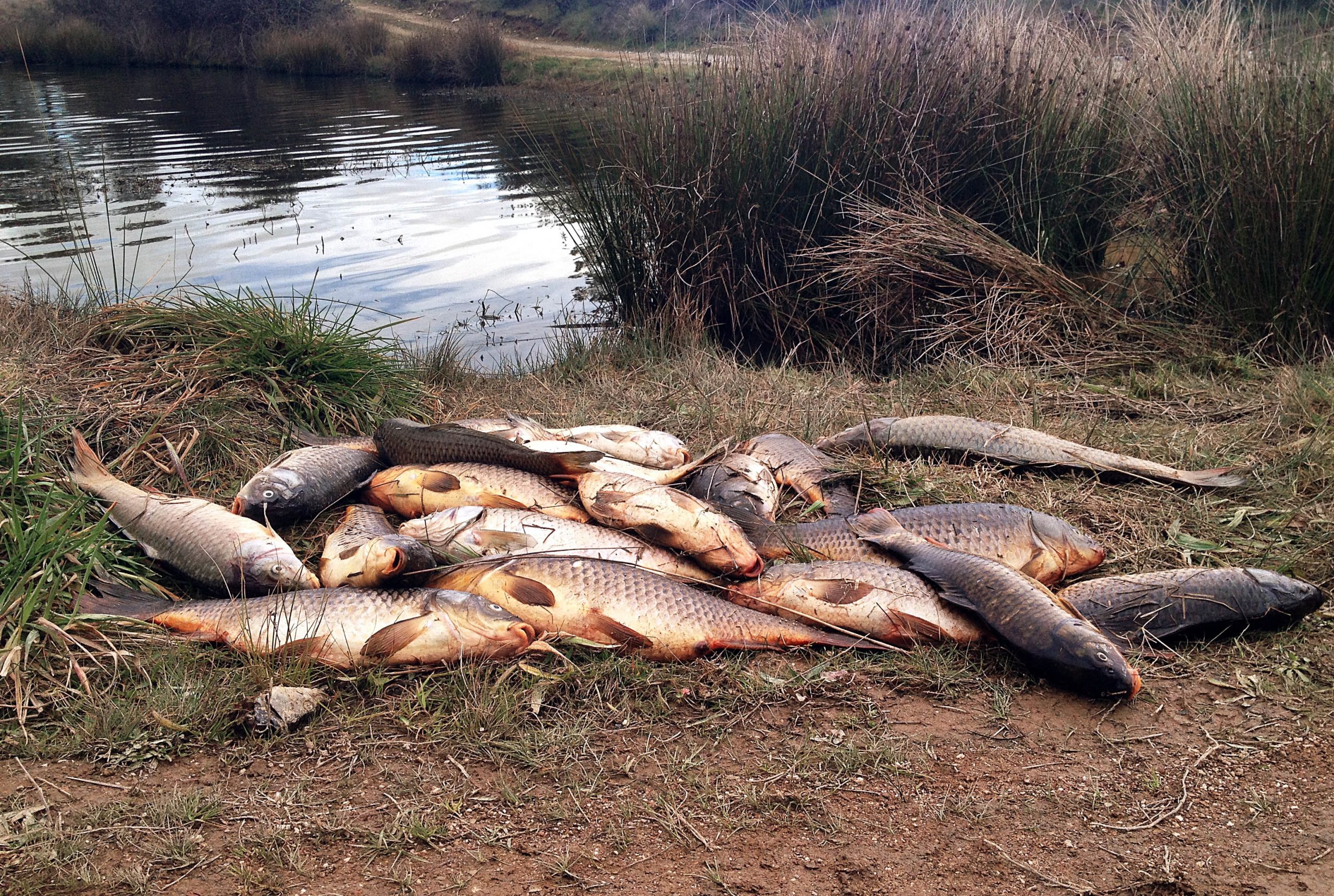 Milhares de peixes mortos têm sido retirados de albufeira que abastece Castelo Branco. Mas a autarquia garante a qualidade da água