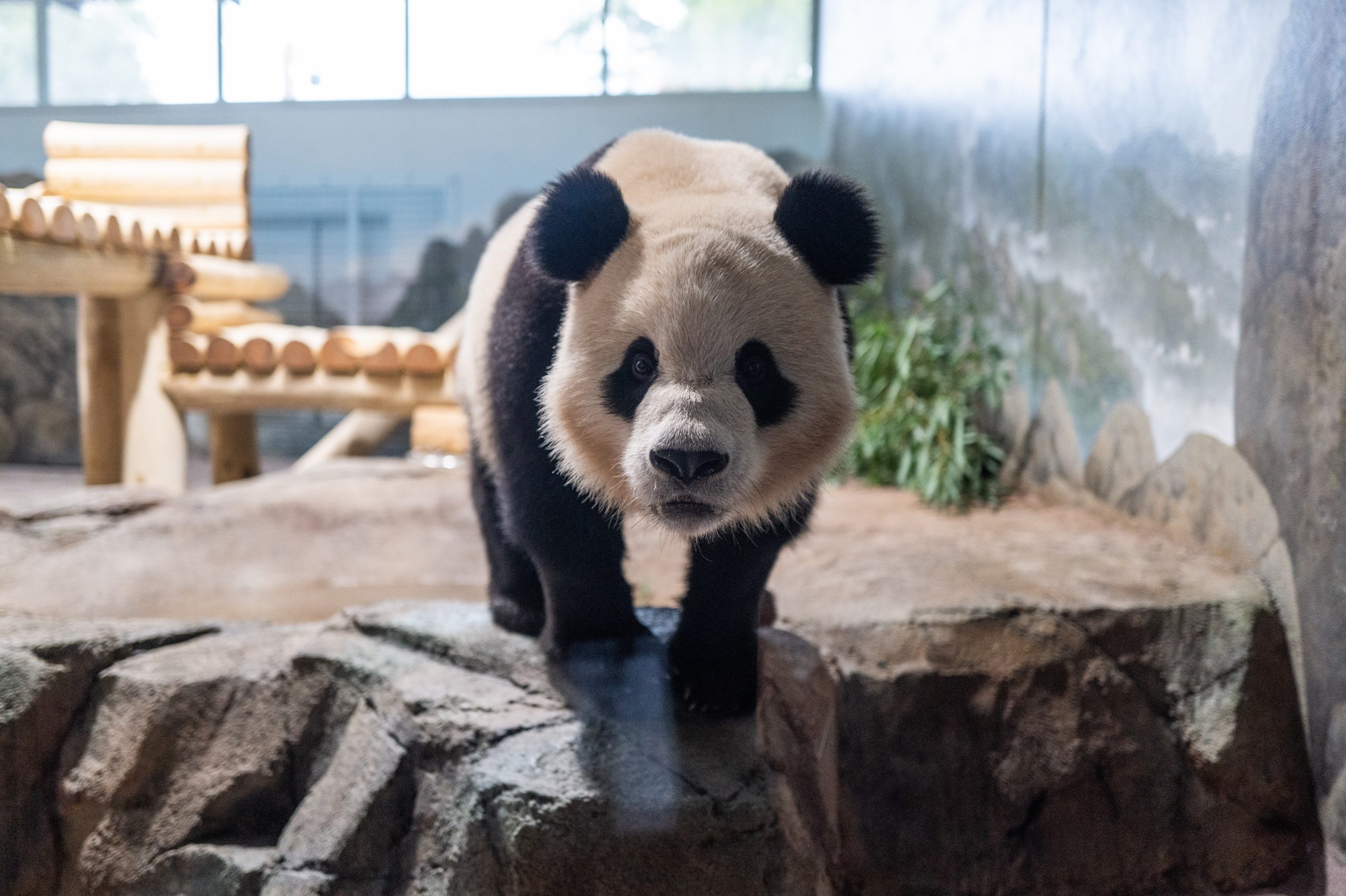 Washington volta a ter pandas — mas só vai ser possível vê-los para o ano