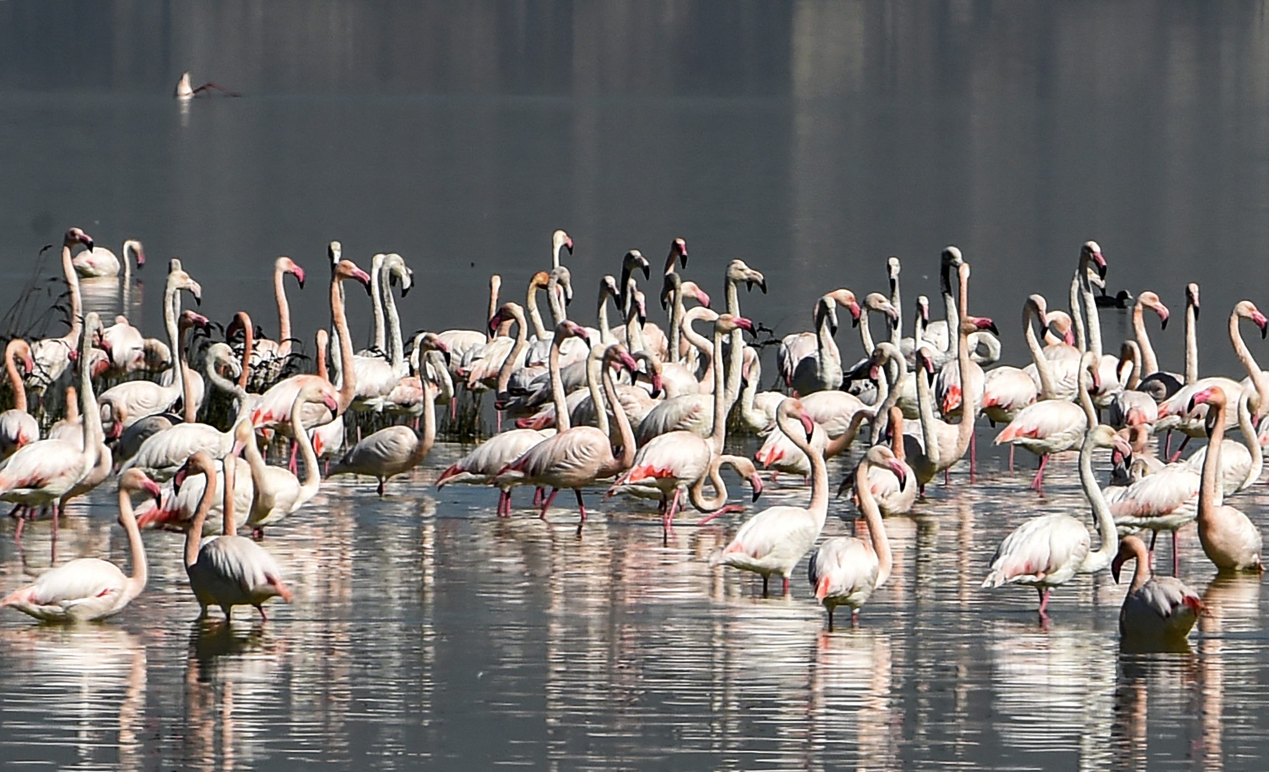 Duas colónias de flamingos estão a nidificar pela primeira vez em Portugal
