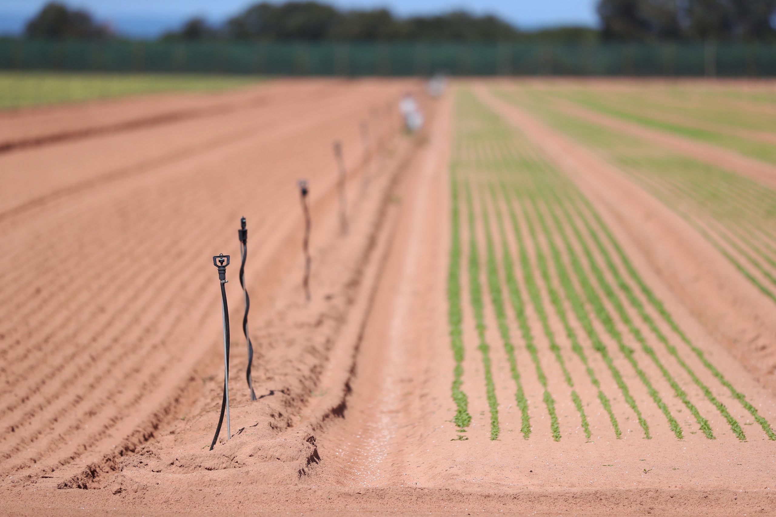 “Incontornável”. Patrões avisam que os preços dos produtos agrícolas vão ter de subir