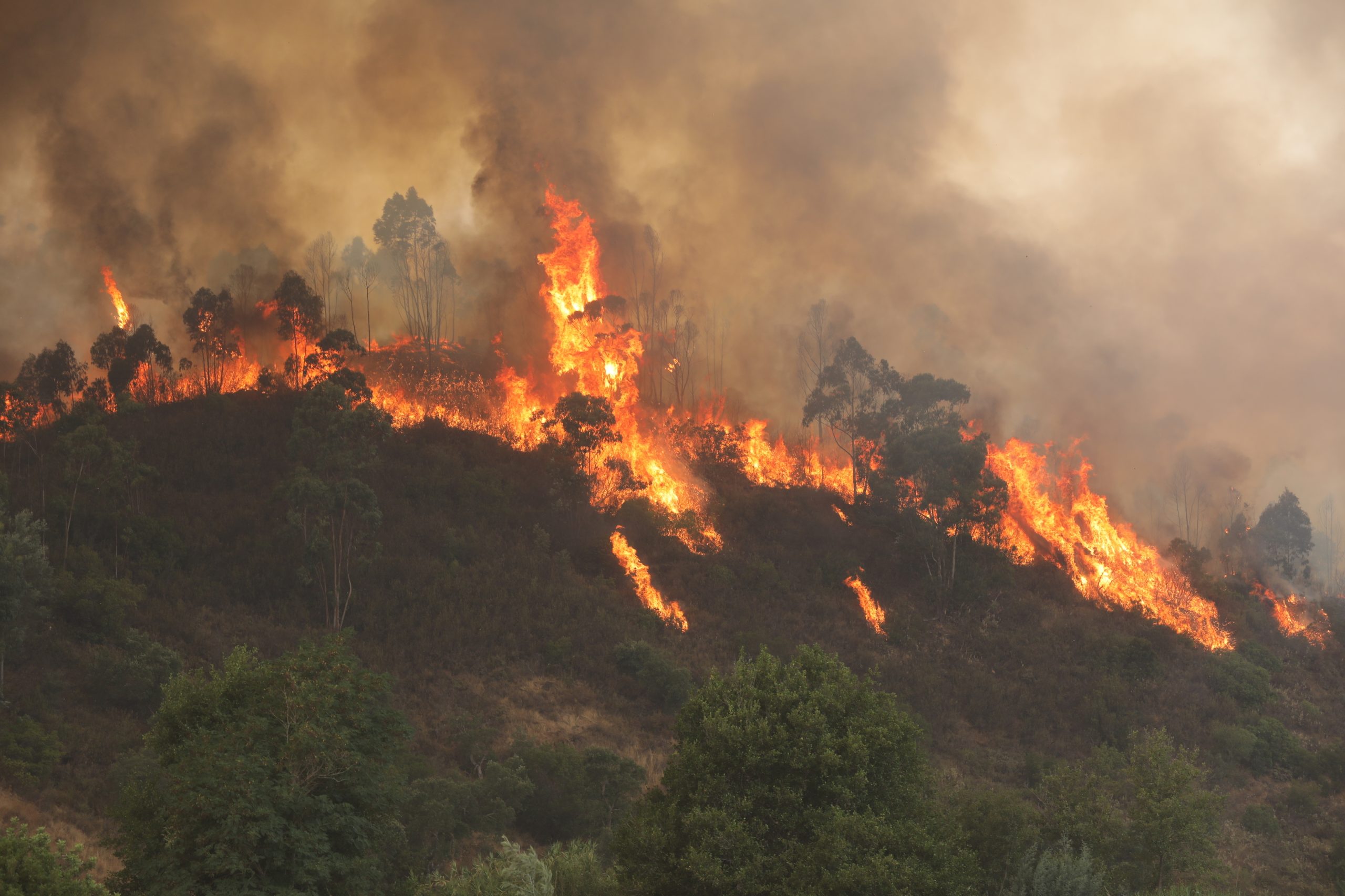 Aquecimento global, o catalisador dos incêndios florestais