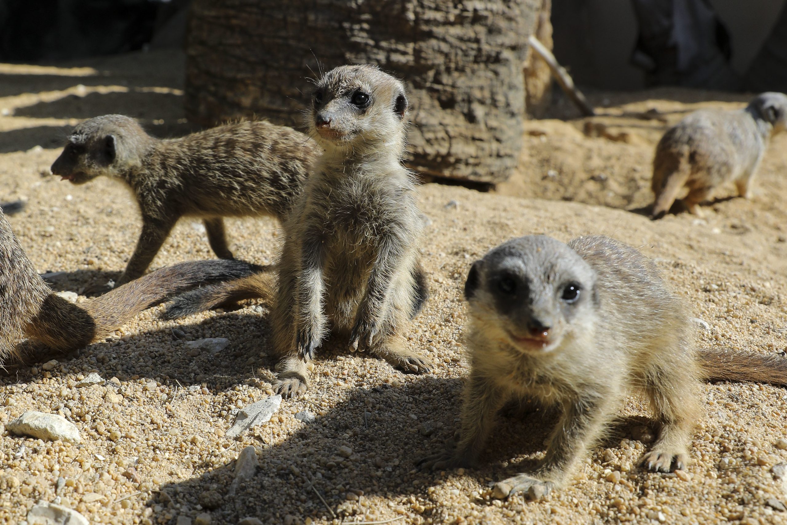 Zoo de Lisboa tem sete novos inquilinos. Ninhada de suricatas junta-se ao “ciclo sem fim”