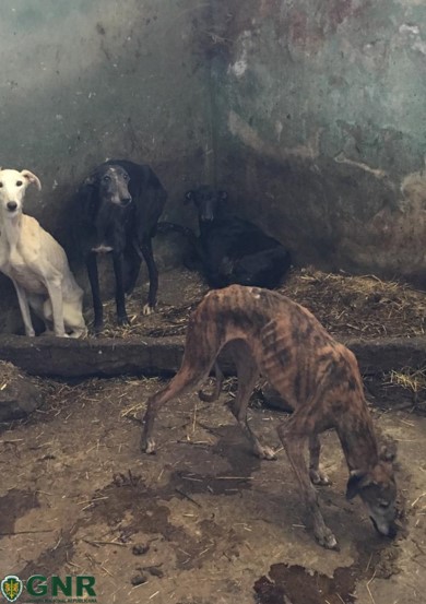 SOS Animal vai constituir-se assistente no processo criminal contra cavaleiro João Moura