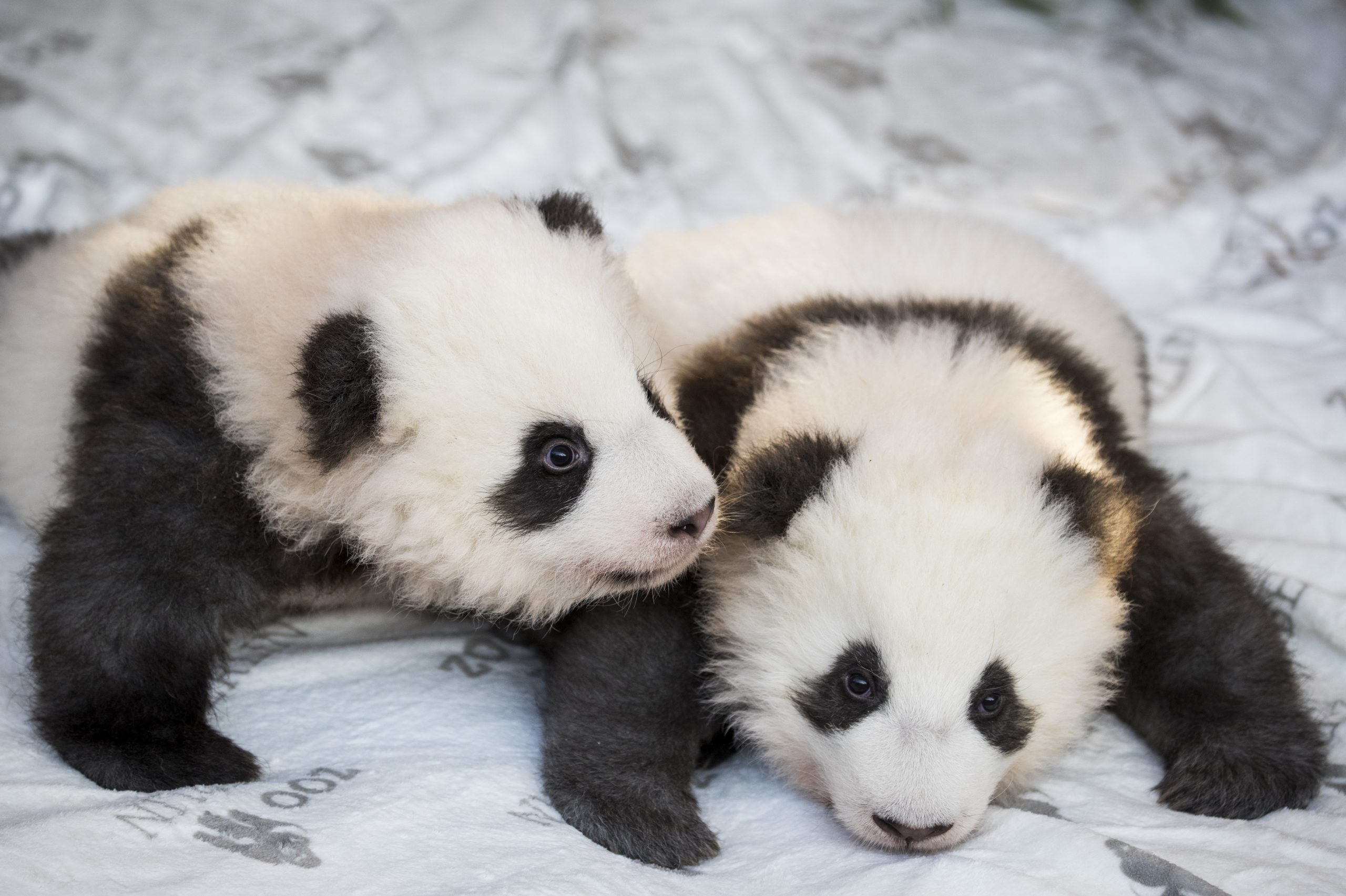 Bem-vindos, Meng Xiang e Meng Yuan. Jardim Zoológico de Berlim apresenta ao mundo dois pandas bebés