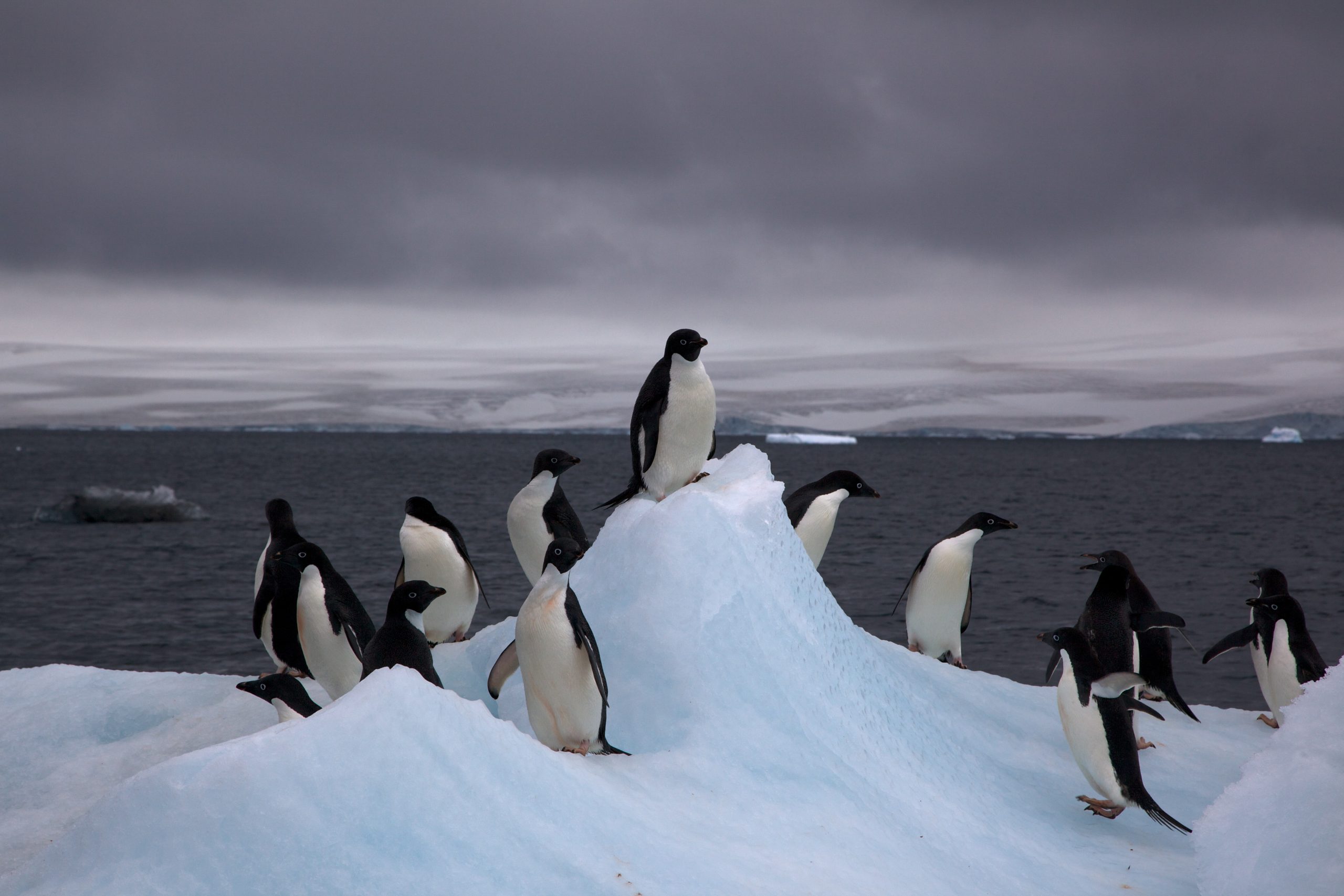 Da Universidade do Porto para a Antártida. Objetivo: estudar pinguins que transportam “vida”