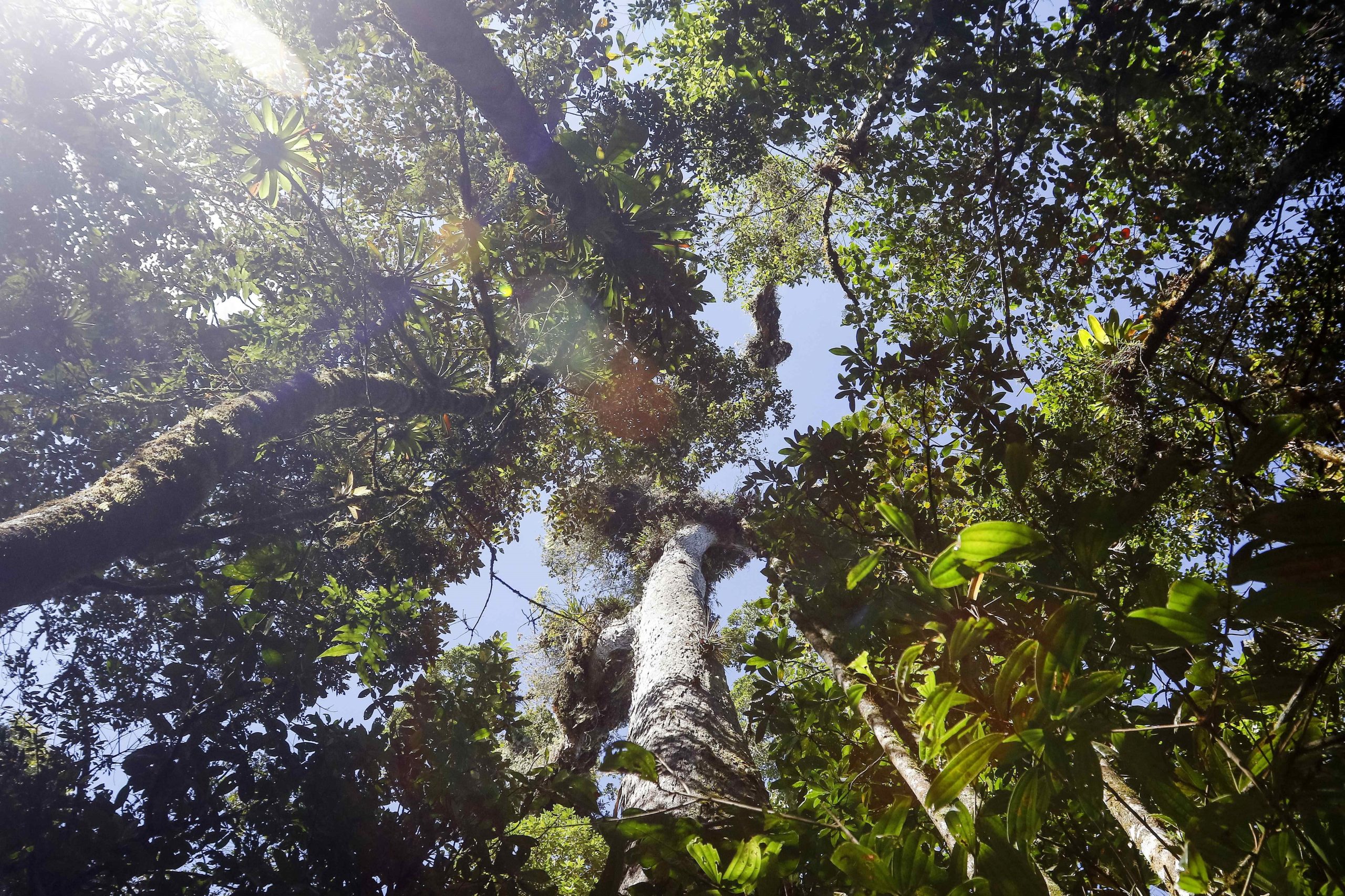 Consumo dos portugueses pode destruir anualmente 2.700 hectares de floresta