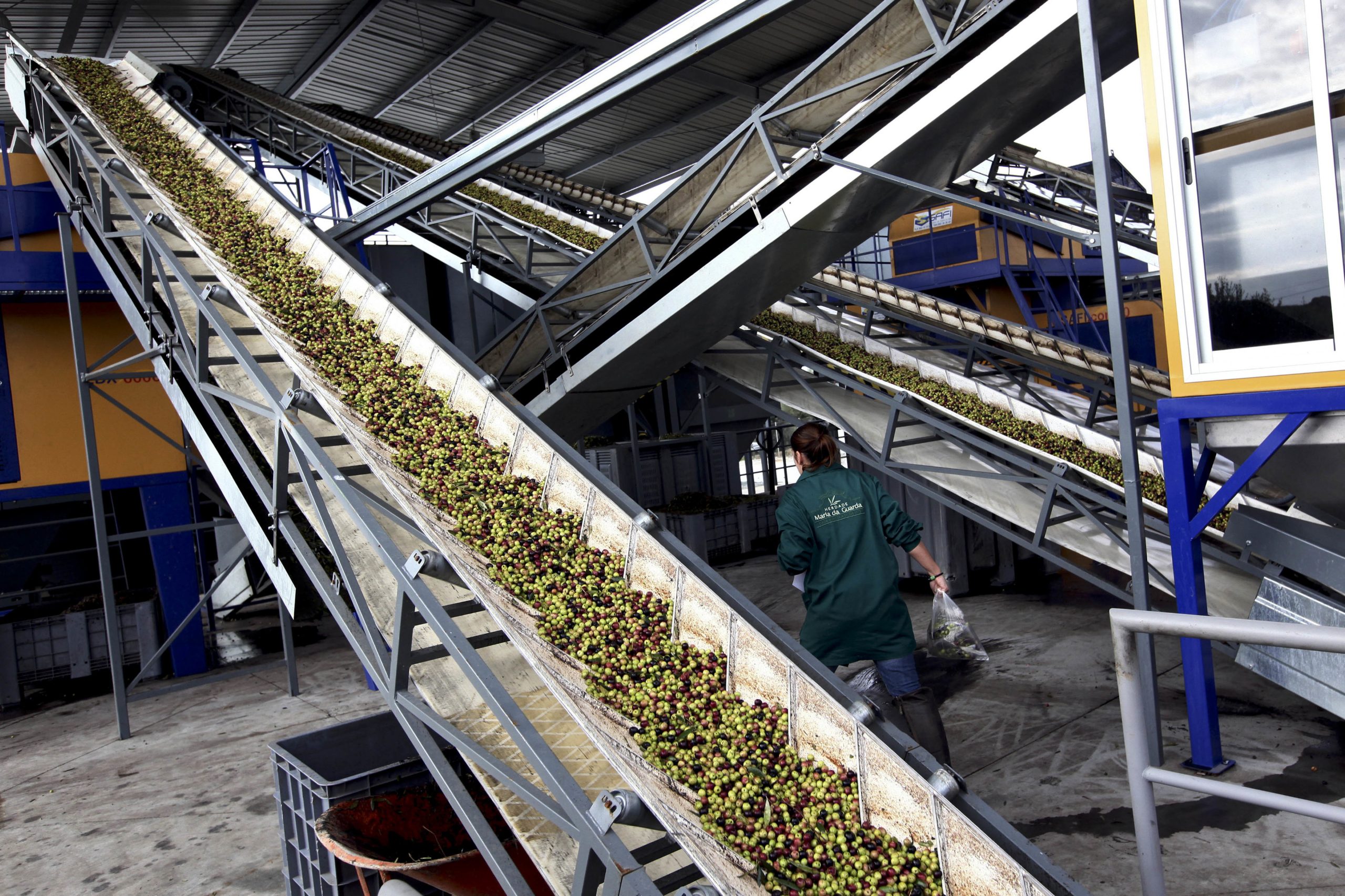 Produção de azeitona para azeite deverá subir 30% para valor recorde
