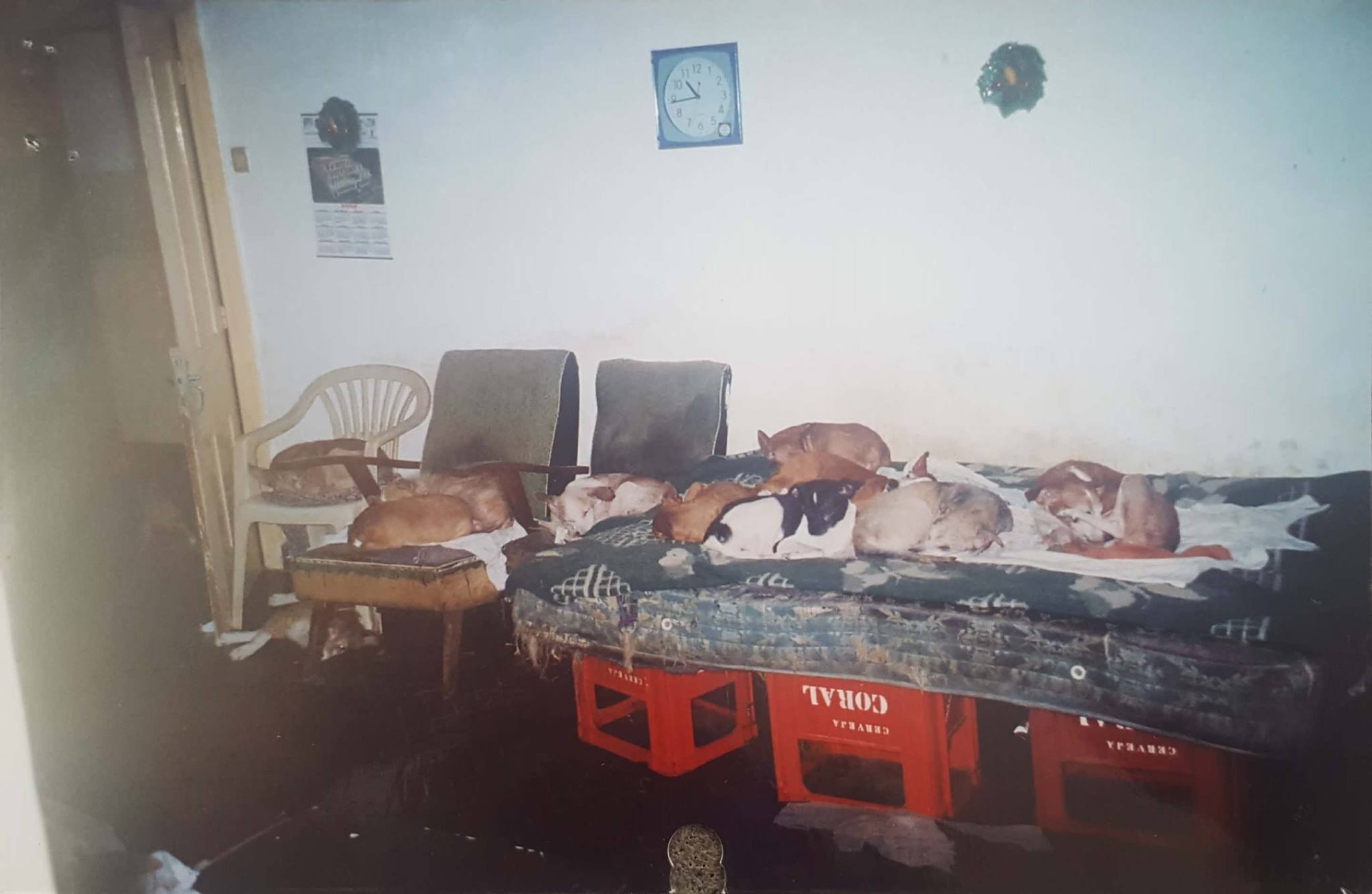 Retirada de 50 cães de casa em Câmara de Lobos gera polémica