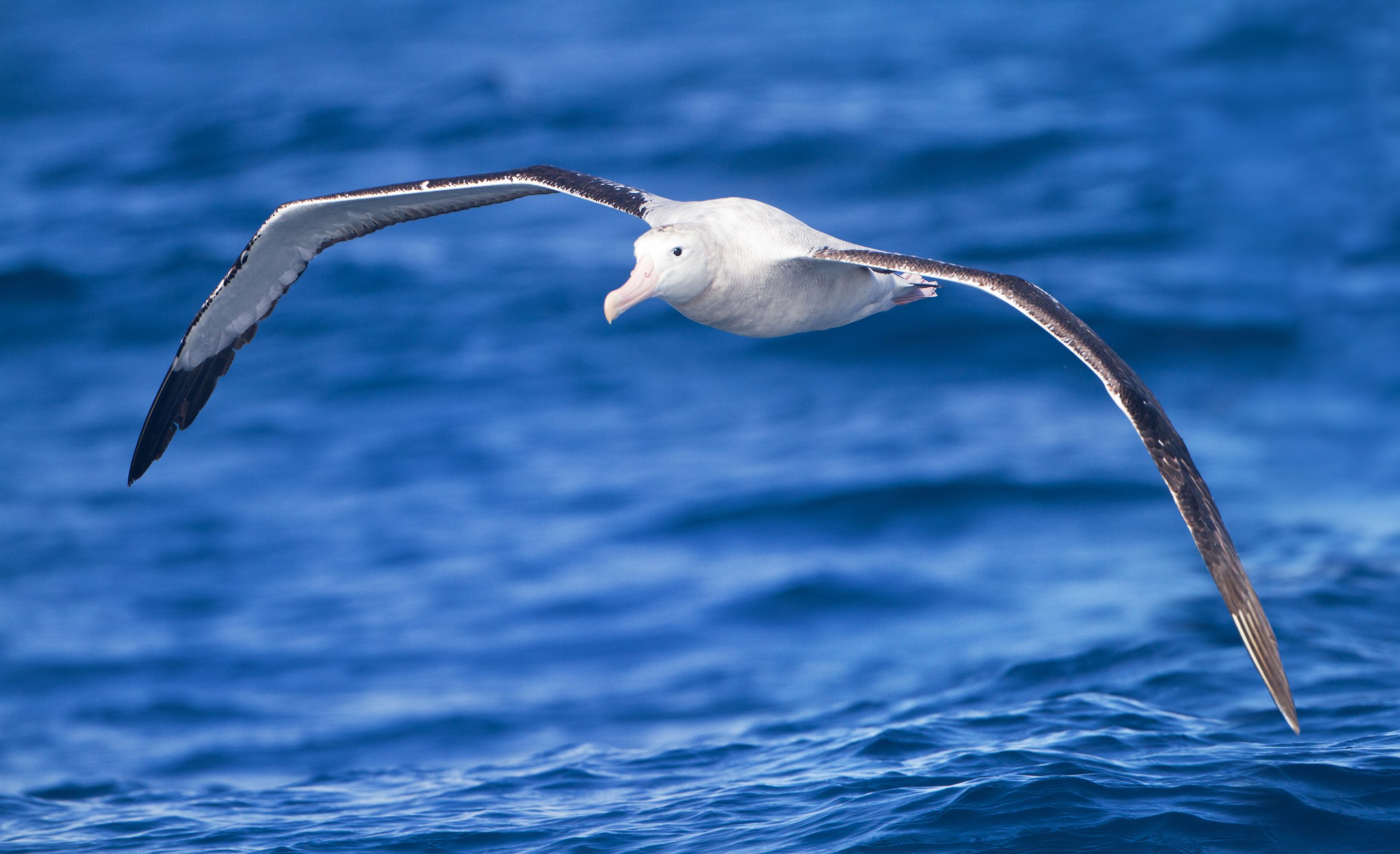 Albatrozes equipados com detetor de radar vigiam pesca ilegal no oceano Índico