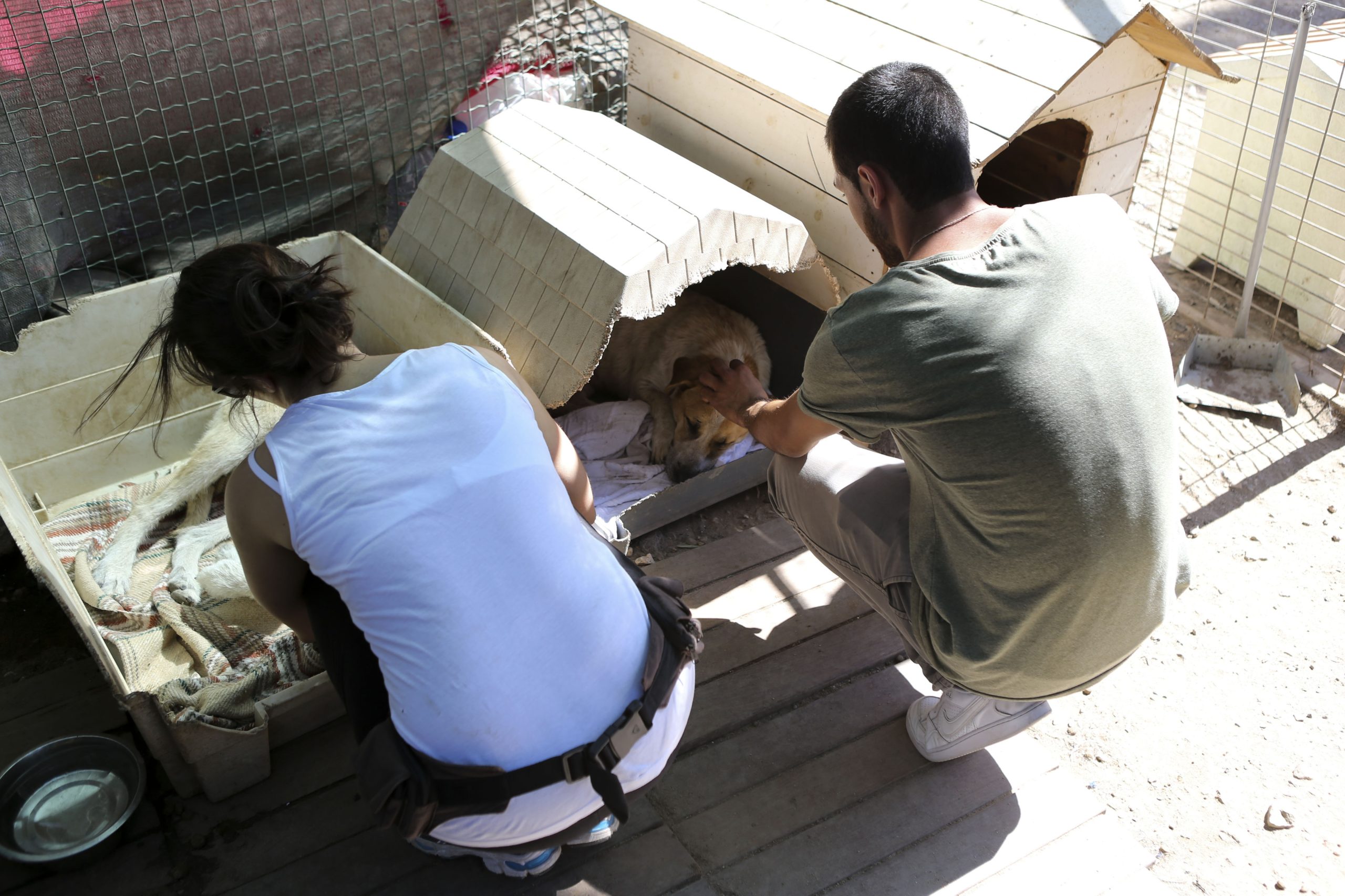 Veterinários e inspetores sanitários ameaçam com novas ações de luta