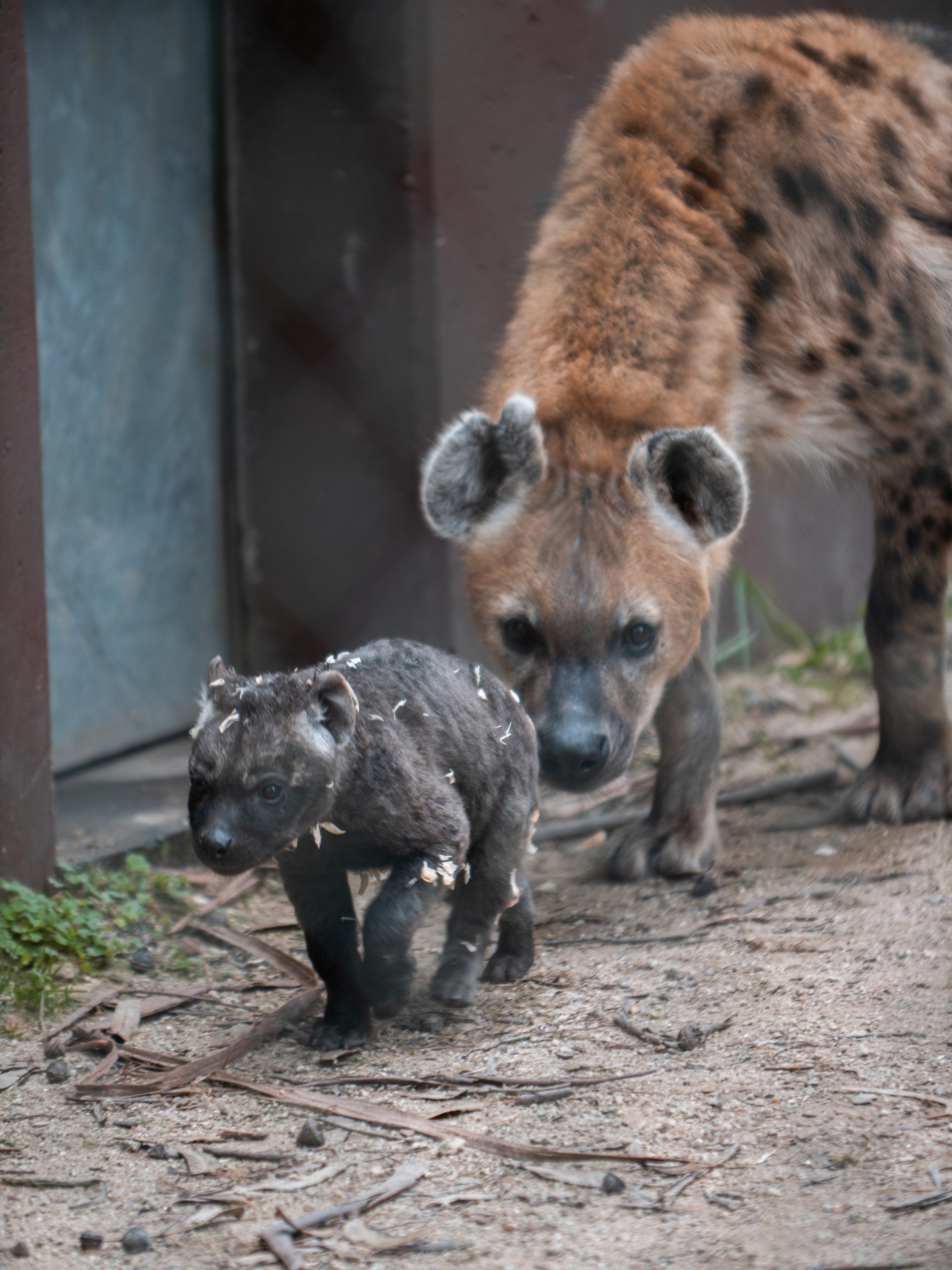 Nasceram duas crias de Hiena Malhada no Zoo Santo Inácio. É o único local onde podem ser vistas em Portugal