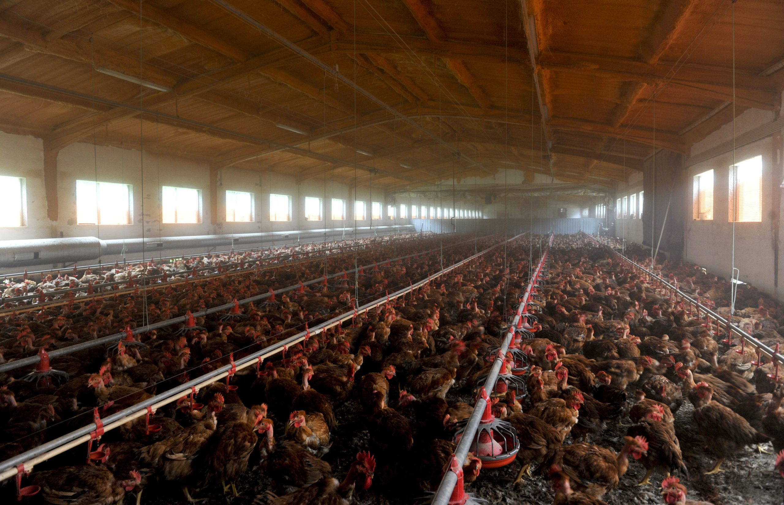 Brasil suspende vendas de frango para Argentina, China e UE devido a caso de gripe aviária