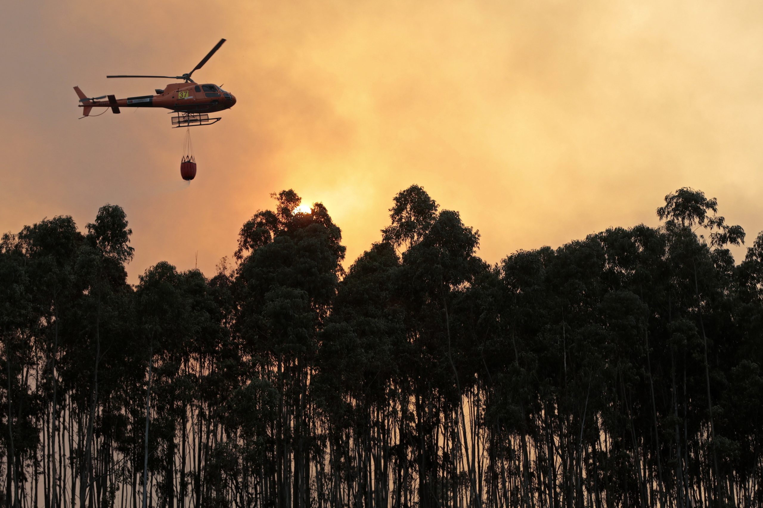 Presidente da Acréscimo diz que Portugal deve investir mais em agrofloresta