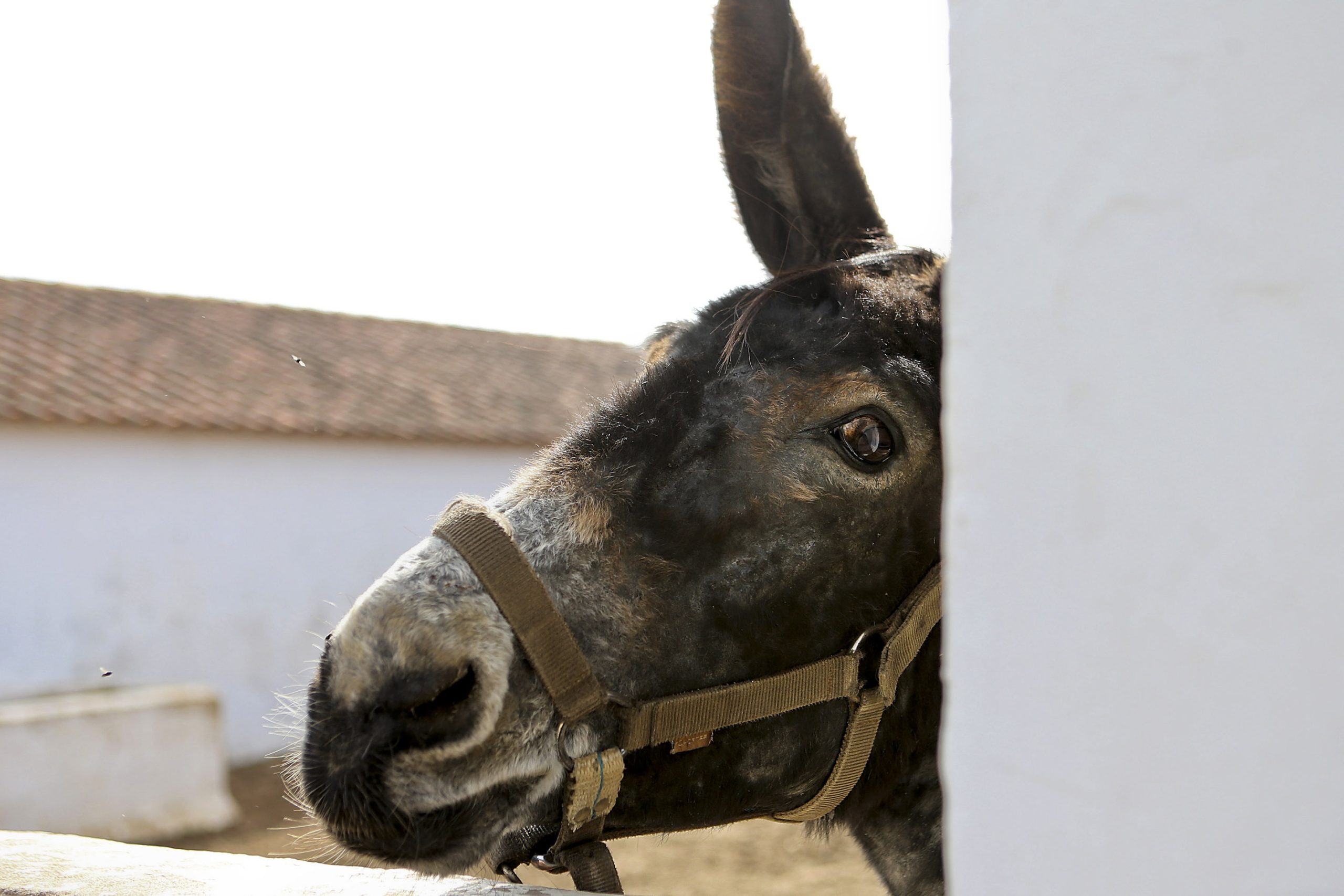 Investigadores apuram técnica de inseminação artificial para preservar Burro de Miranda