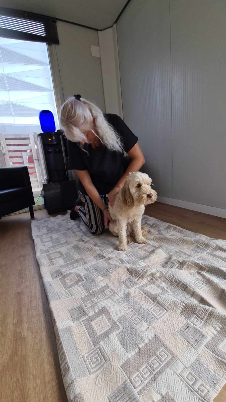 Formação de massagem para cães